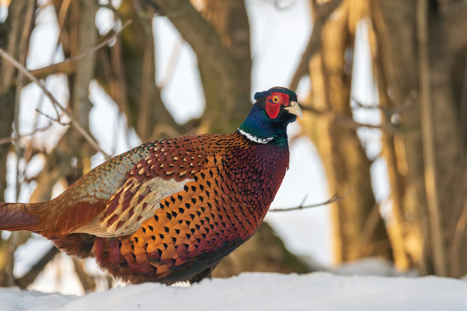 Colorful ring-necked pheasant standing in snow—Unsplash photo by Lumi Kangas