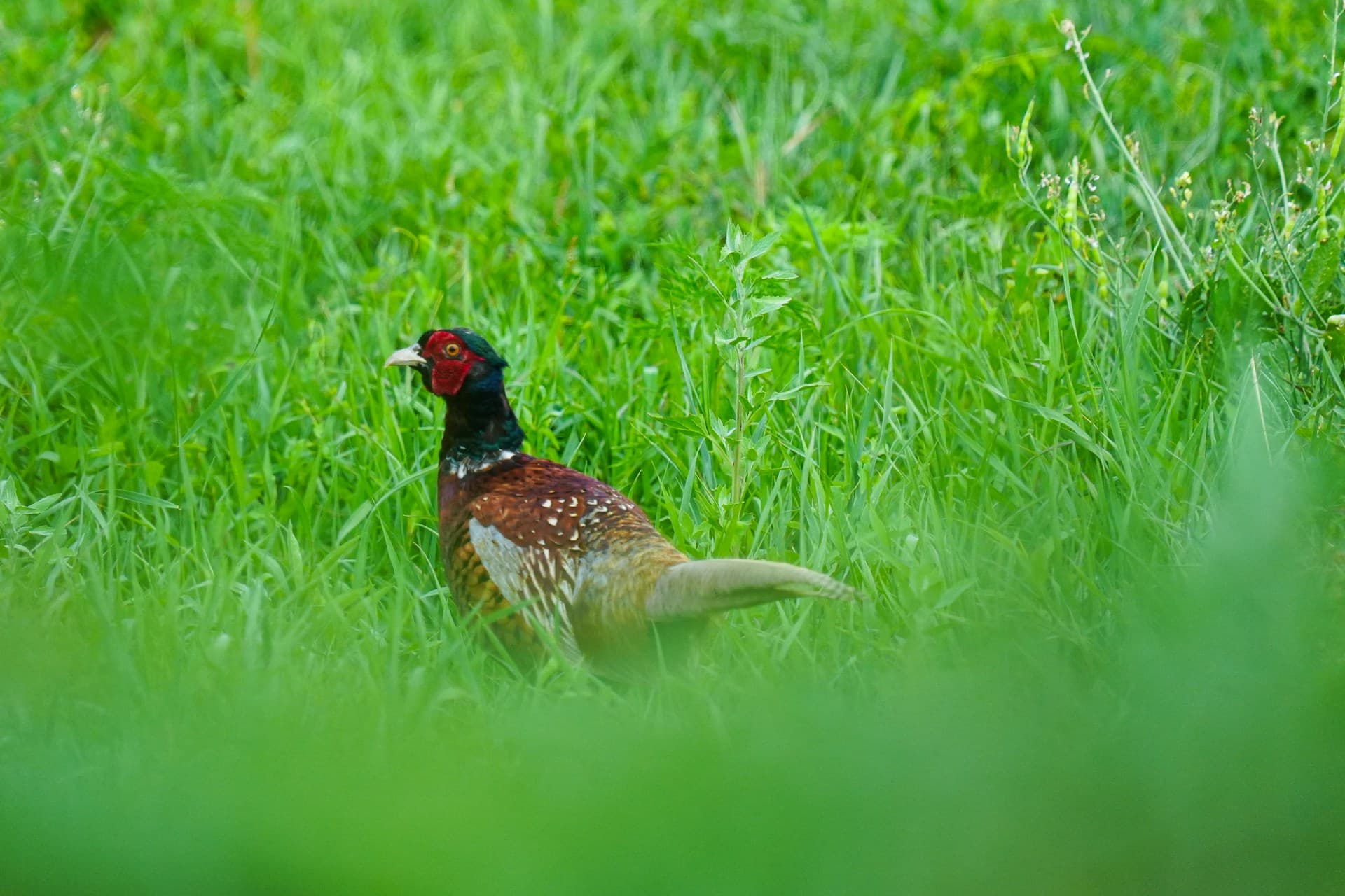 Ring-necked pheasant standing in a grassy field—classic agricultural prairie pheasant habitat