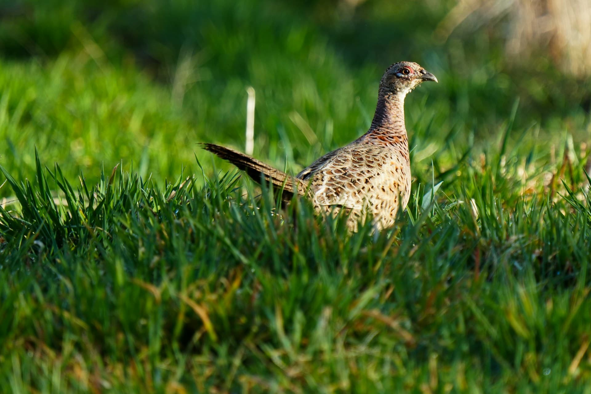 Ring-necked pheasant standing proudly in tall green grass—prairie-edge habitat similar to southwest Minnesota farm country
