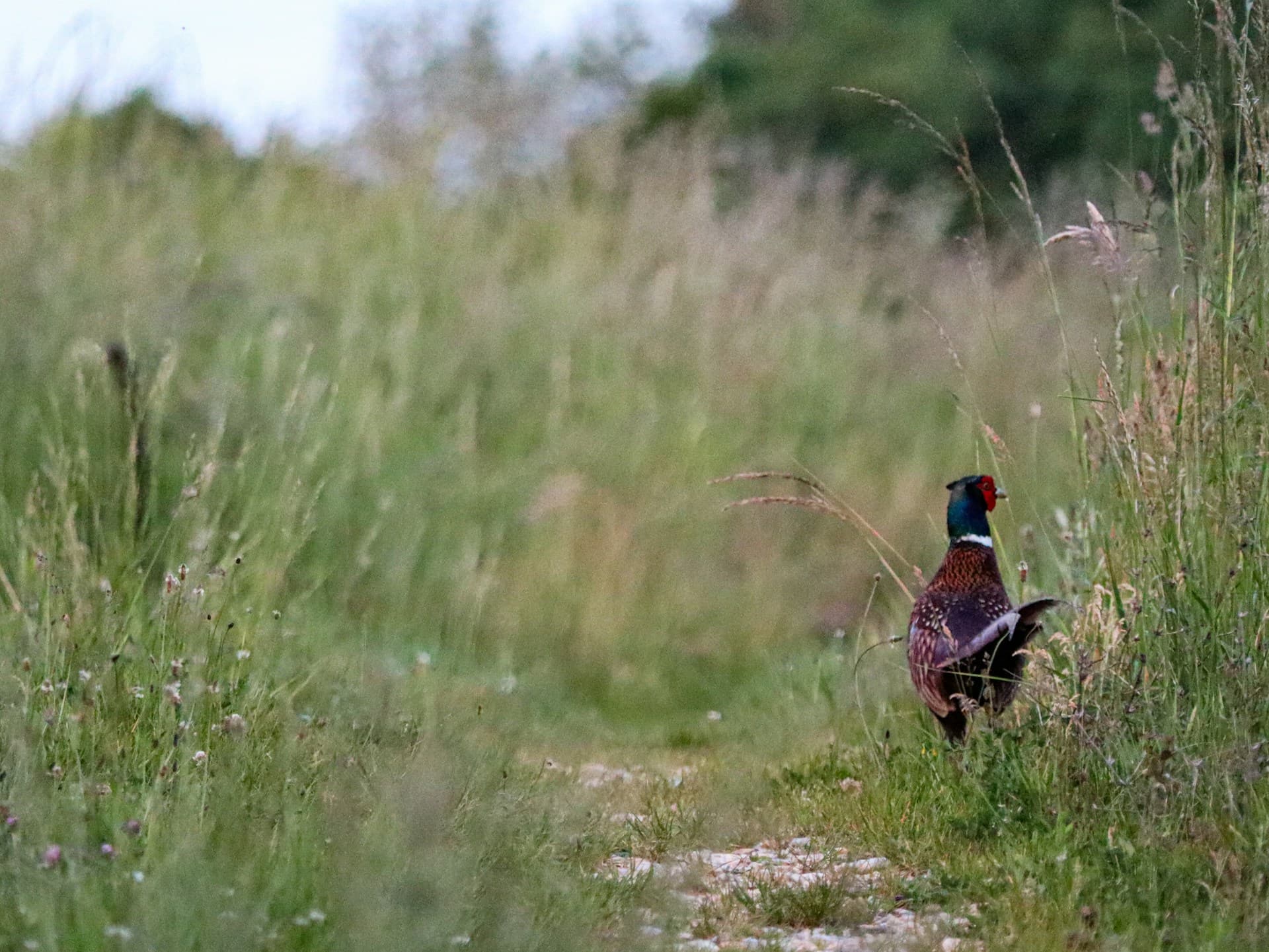 Ring-necked pheasant standing in a field of tall grass—prairie upland habitat similar to North Dakota CRP and PLOTS country