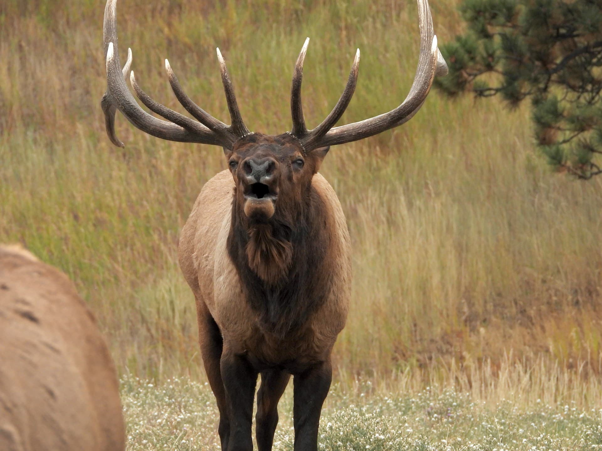 Montana Elk Hunting 2026: Season Dates, Combination License Draw, Costs & Where to Hunt
