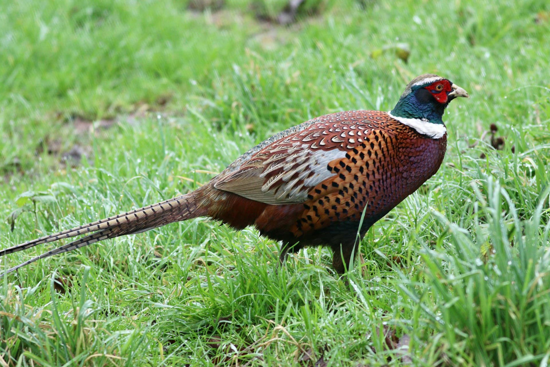Ring-necked pheasant standing in green grass—classic prairie upland habitat—Unsplash photo by Steve Harris