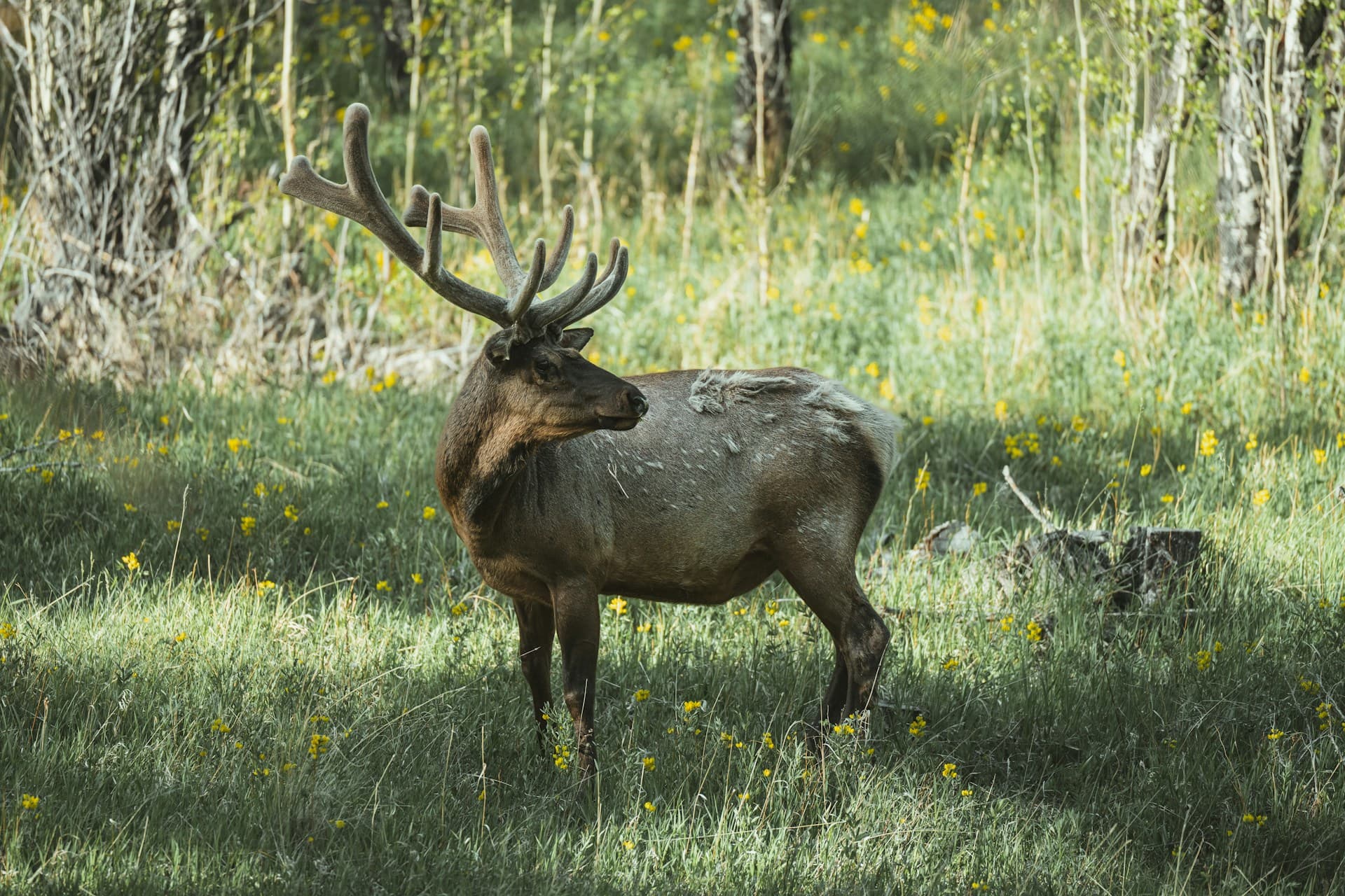 Bull elk with impressive antlers in meadow at Rocky Mountain National Park, Colorado—Unsplash photo by Taylor Wright