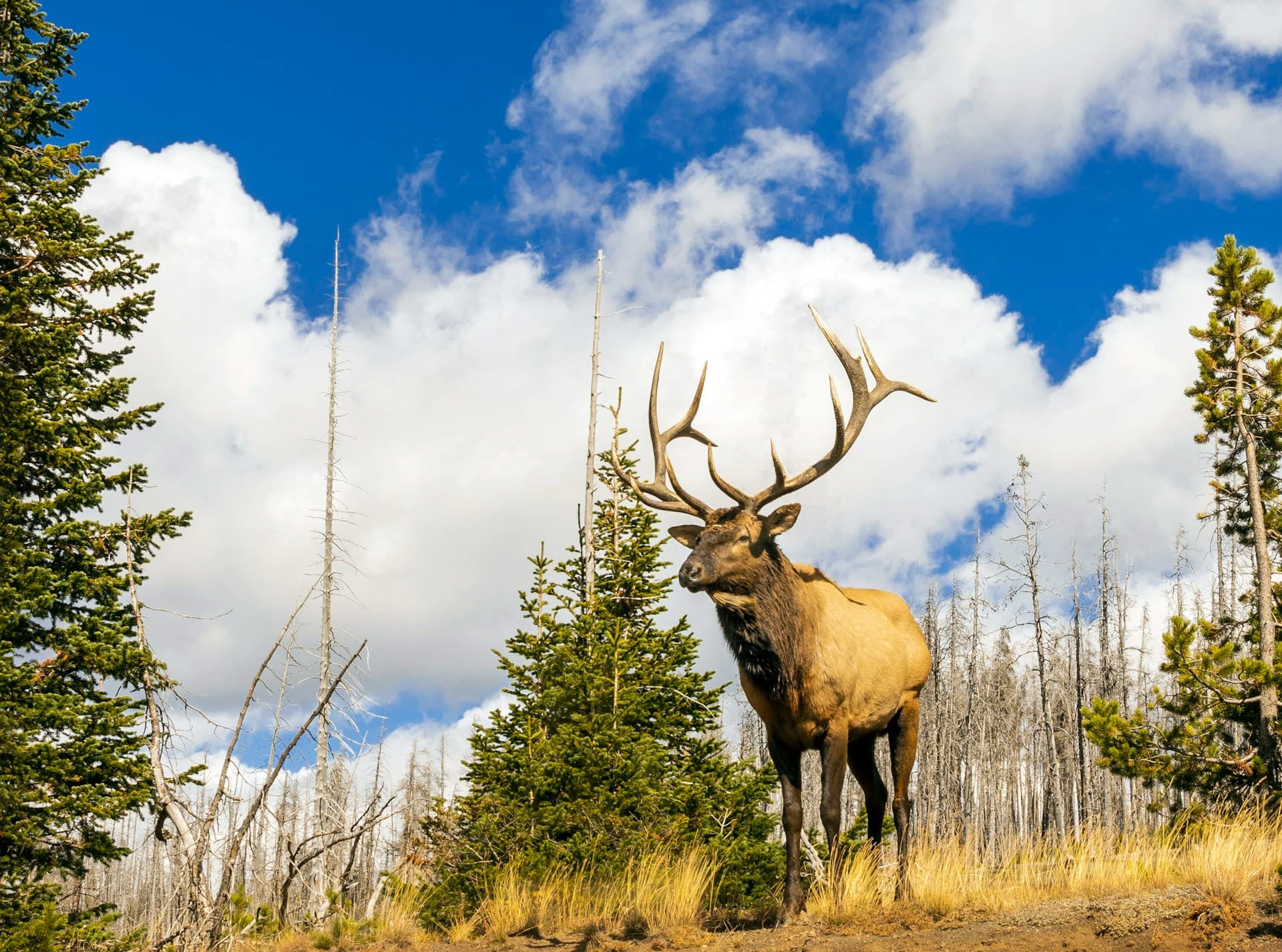 Bull elk with antlers in Yellowstone National Park meadow—Greater Yellowstone ecosystem habitat central to Wyoming elk hunting
