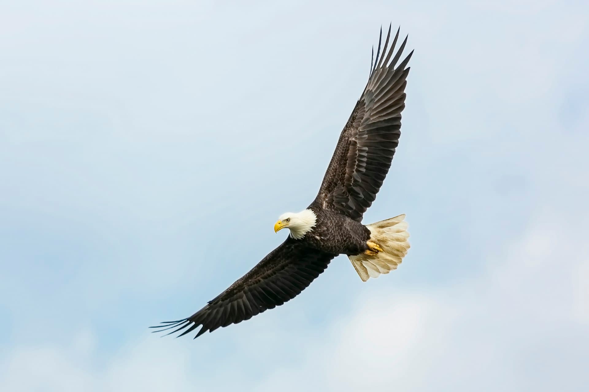 Bald eagle soaring against the sky—the national symbol of a conservation comeback built by hunters and anglers