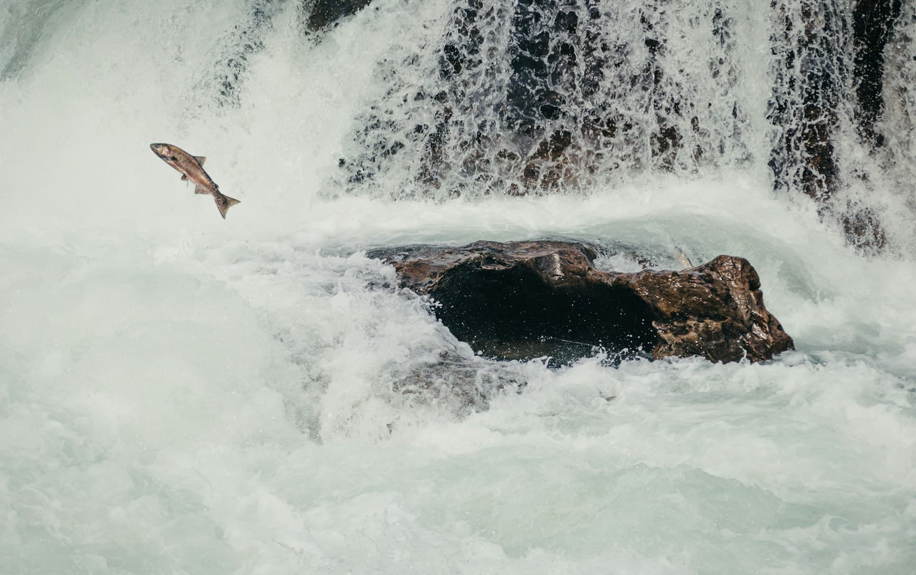Salmon leaping through whitewater during its upstream migration