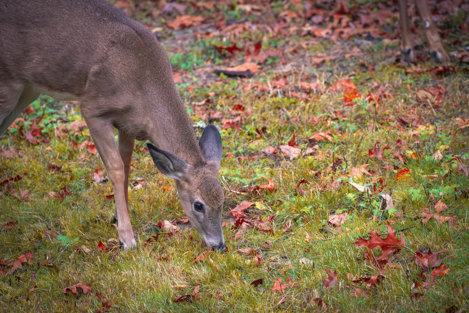 White-tailed deer browsing on a wooded forest floor among fallen oak leaves