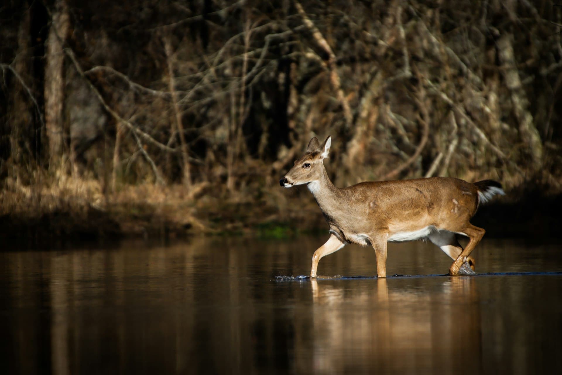 White-tailed deer wading a shallow creek with thick woody cover behind it
