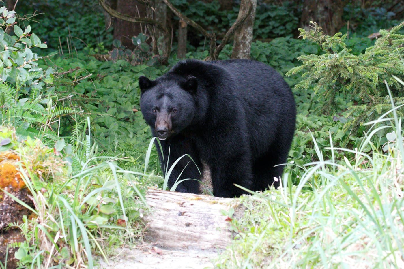 Black bear walking through green forest. The photograph was made in British Columbia, not on a South Carolina wildlife management area.