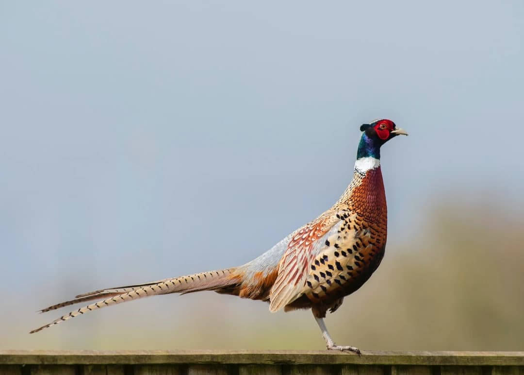 The Feathered Five: Top States for Unforgettable Pheasant Hunting Adventures