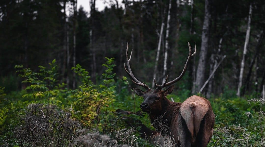 Promoting Ethical Hunting: Recent Elk and Deer Poaching in Eastern Oregon