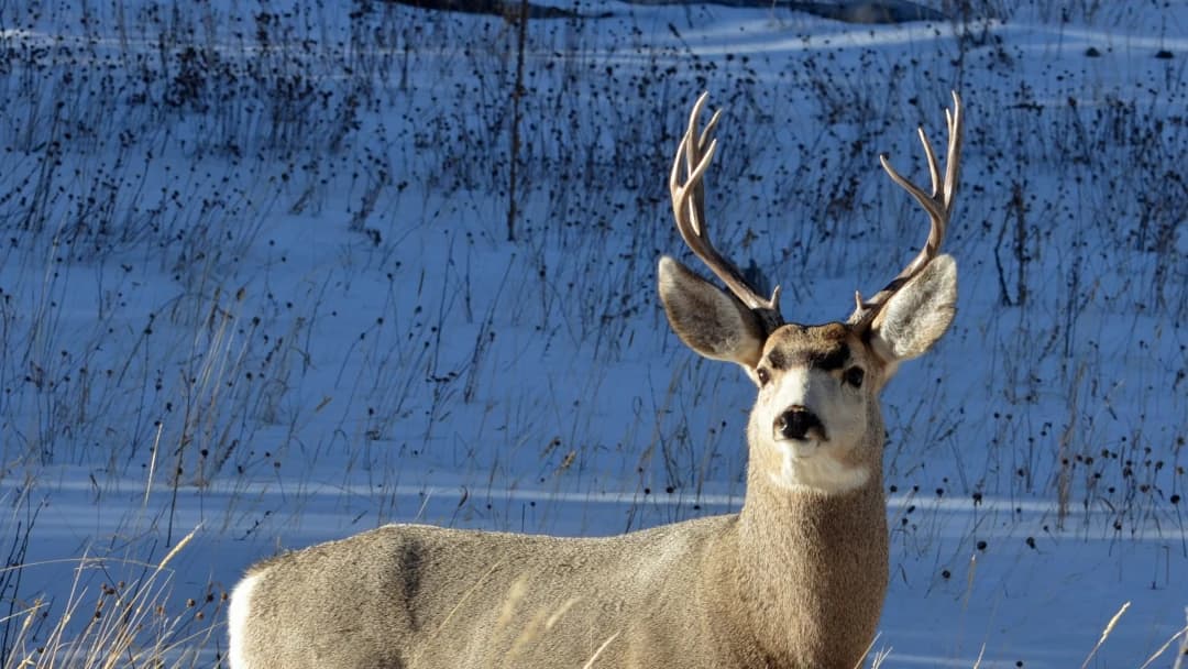 Decoding White-Tail Deer Behavior: Insights for Better Hunting Success