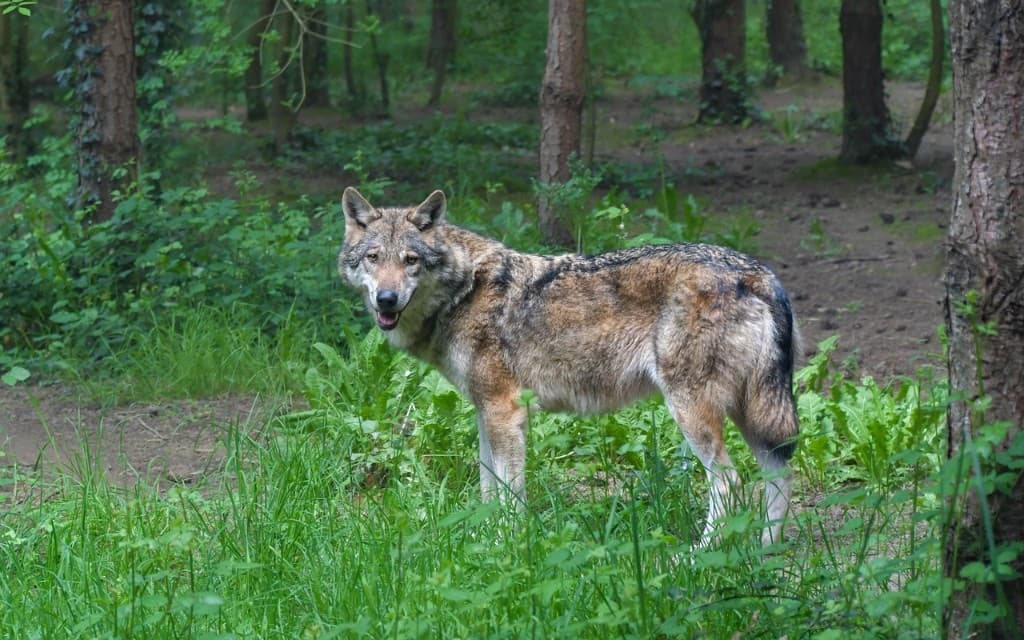 Grey wolf in forest habitat