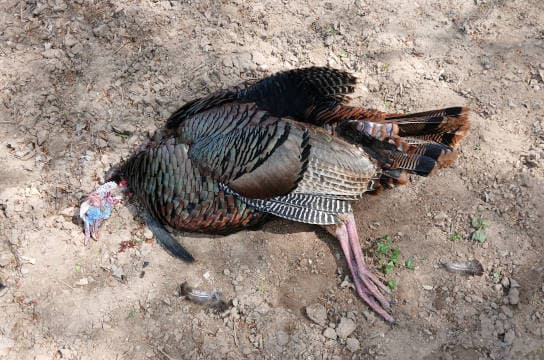 Harvested wild turkey