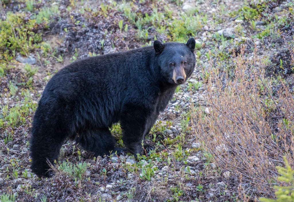 Idaho Spring Black Bear Hunting 2026: Season Dates, Controlled Hunts & General Season