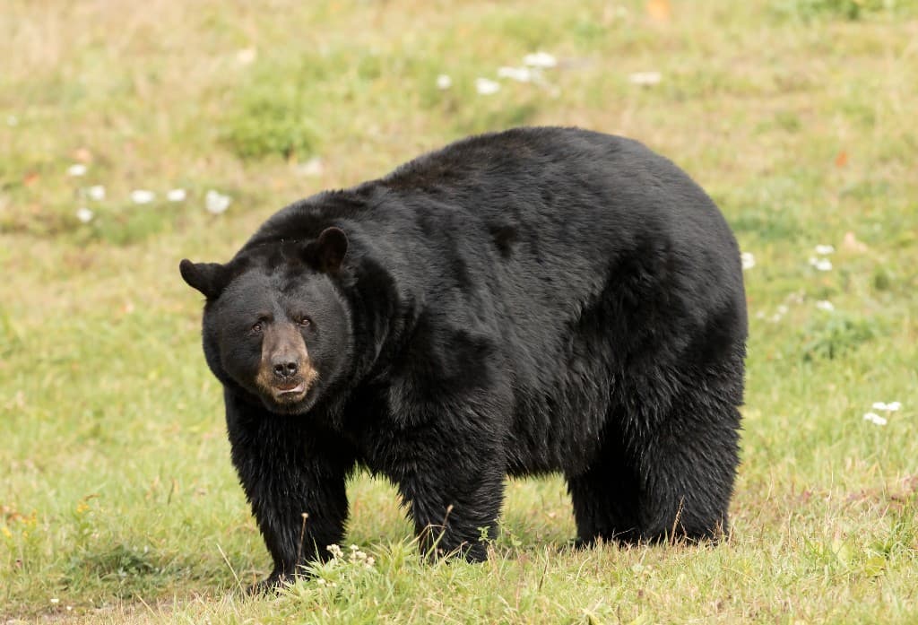 Wyoming Spring Black Bear Hunting 2026: Season, Licenses & Where to Hunt