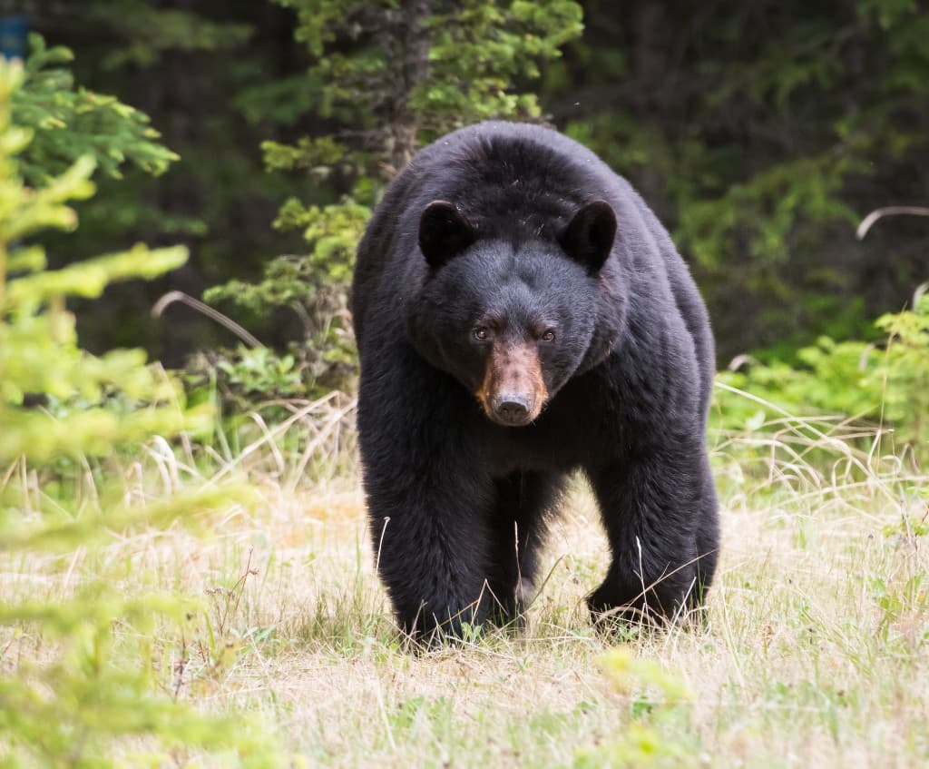 Oregon Spring Black Bear Hunting 2026: Controlled Hunts, Forecast & Where to Hunt