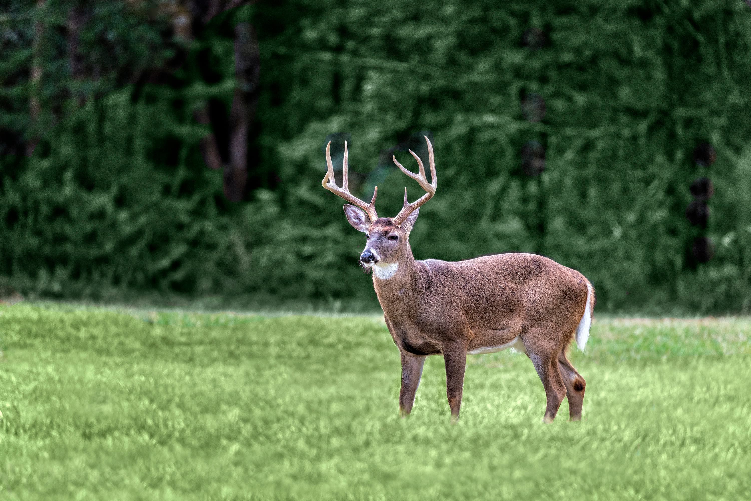 Texas Whitetail Deer Hunting 2026: Season Dates, Zones, Tags & Where to Hunt