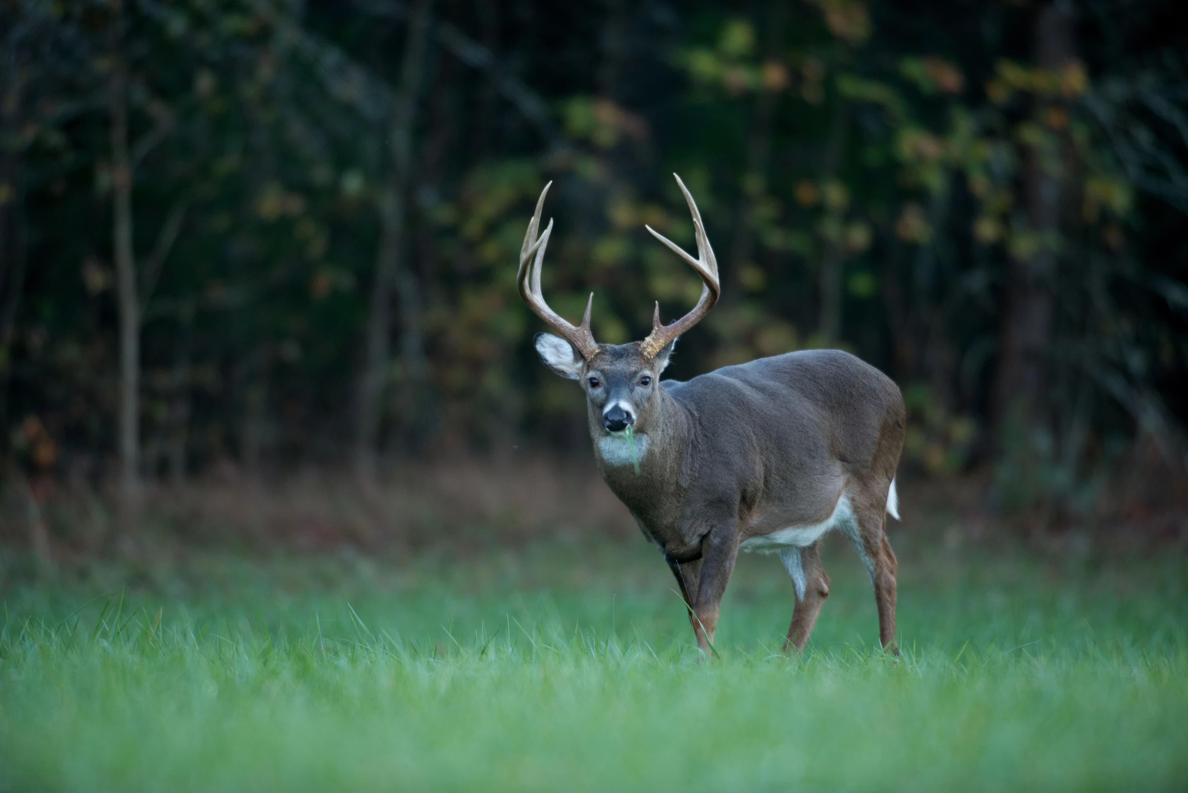 Iowa Whitetail Deer Hunting 2026: Season Dates, Draw Tags, Trophy Bucks & Nonresident Guide