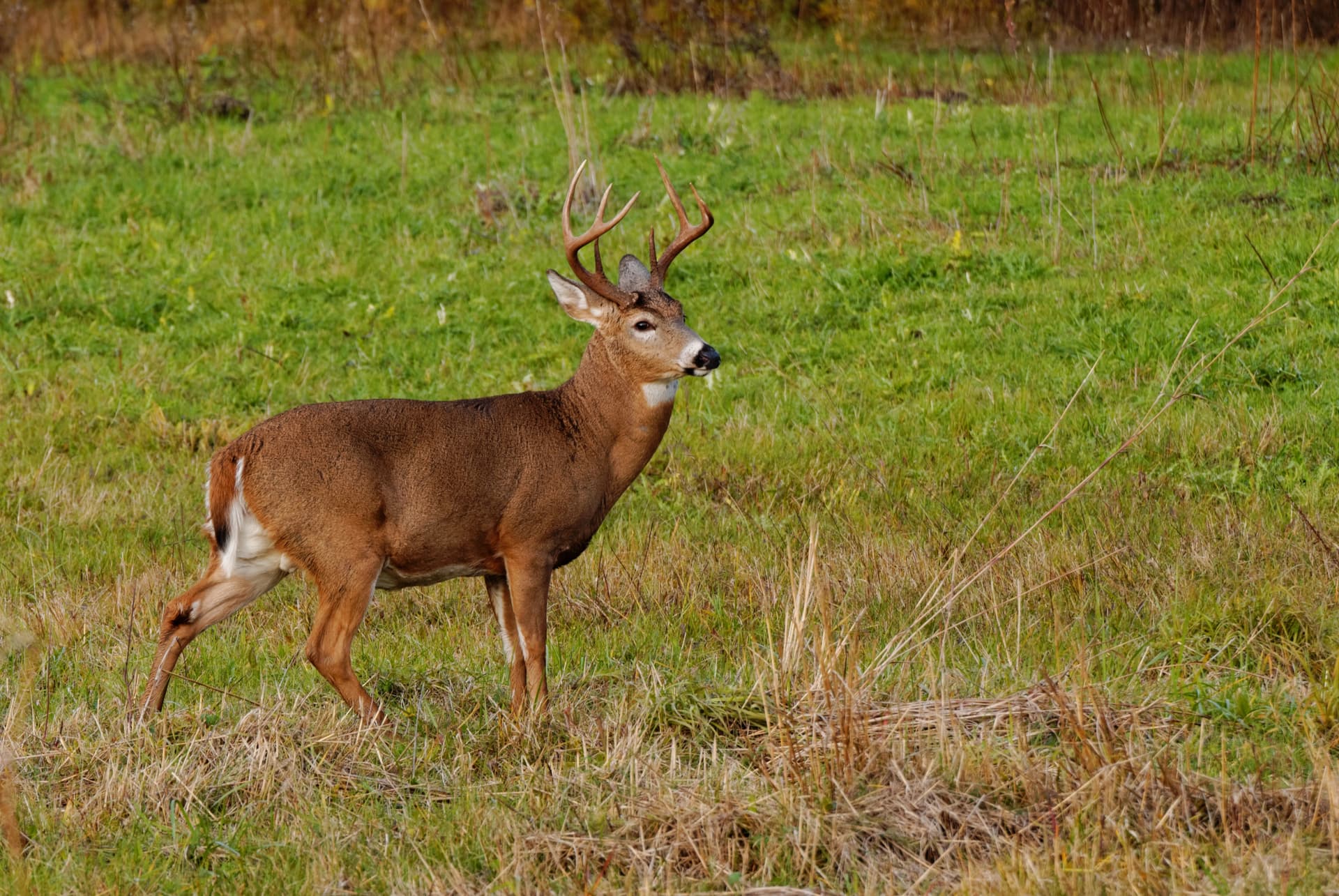 Whitetail buck standing in autumn grassland—early season habitat in South and Central Texas brush country