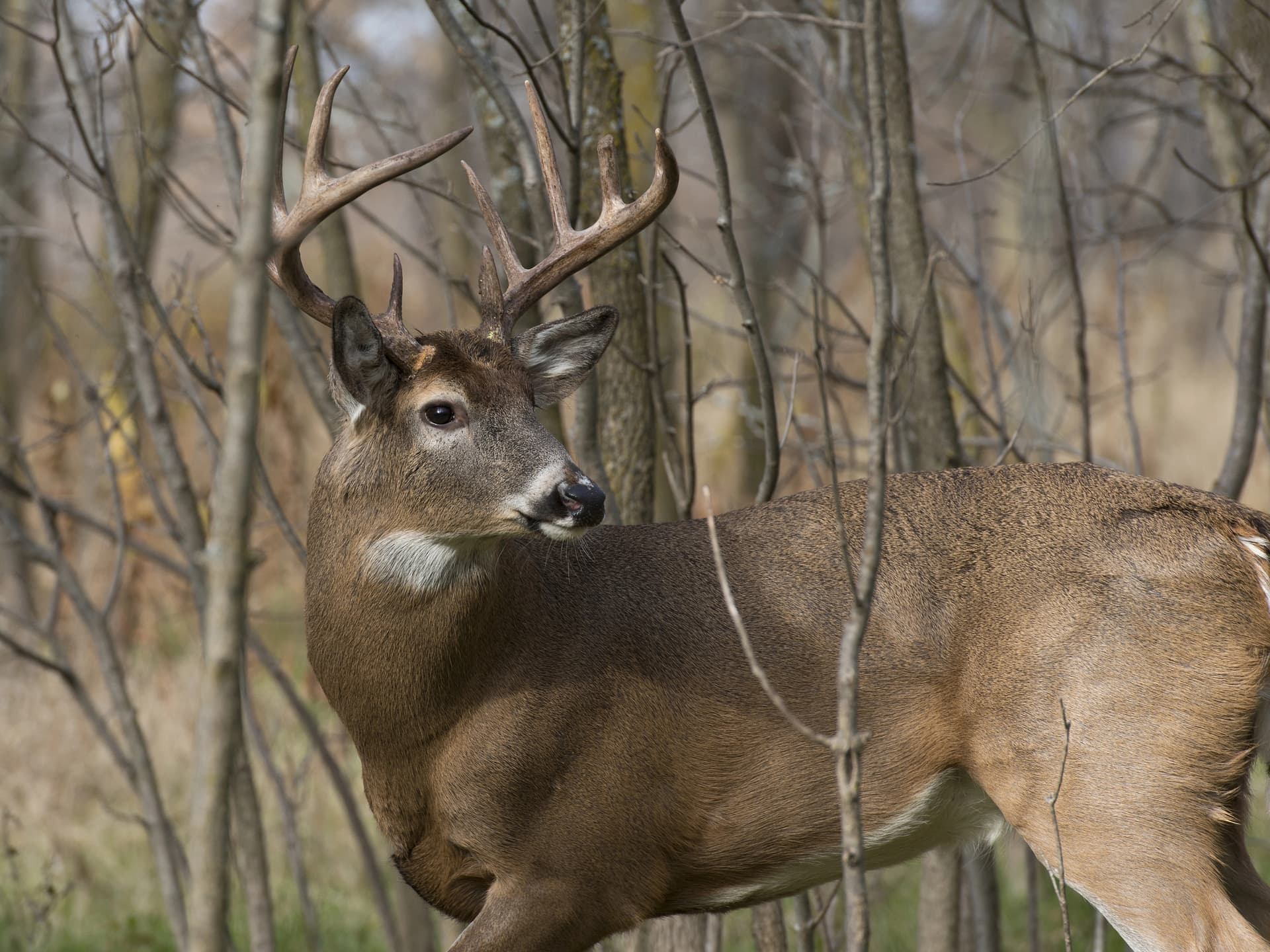 Trophy whitetail buck in dense Wisconsin thicket—Driftless bluff country and Northwoods timber edge habitat