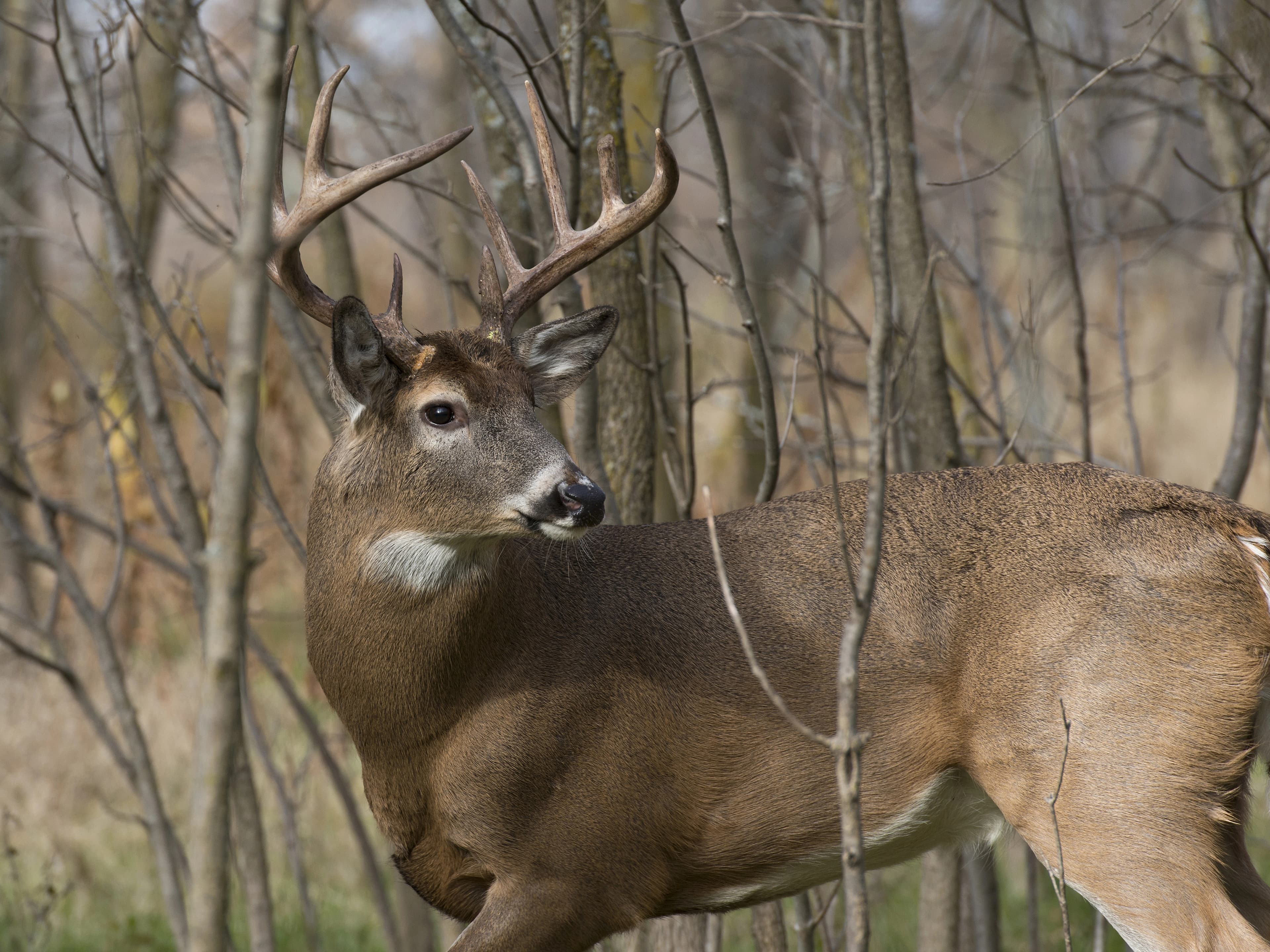 Illinois Whitetail Deer Hunting 2026: Season Dates, Lottery Permits, Golden Triangle & Nonresident Guide