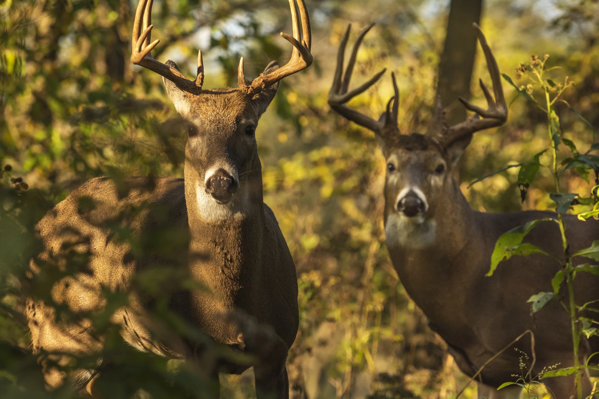 Two mature whitetail bucks in autumn forest—Pike, Brown, and Adams county trophy whitetail country