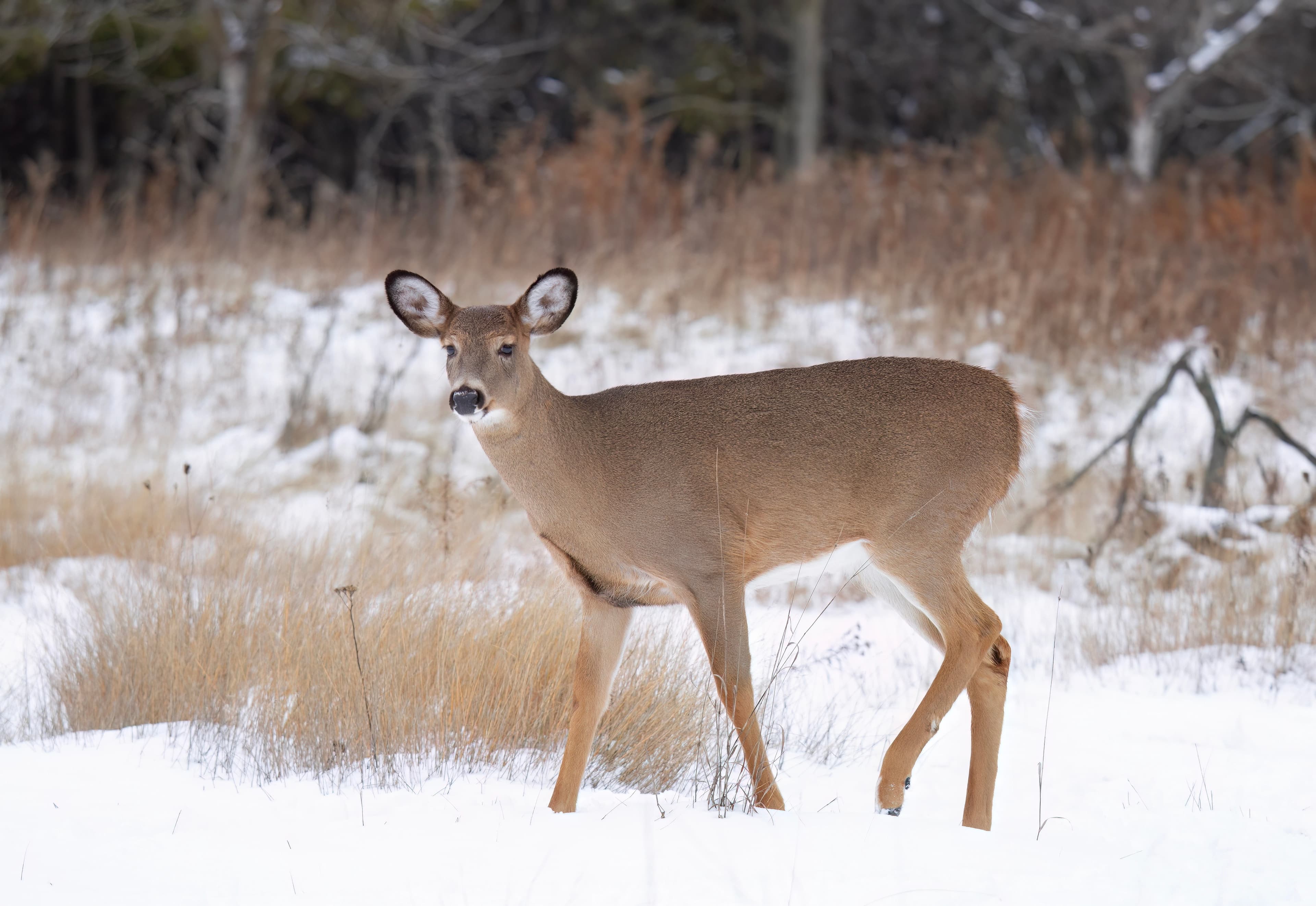 Whitetail doe in snowy Wisconsin woodland—late archery and extended metro seasons run through January