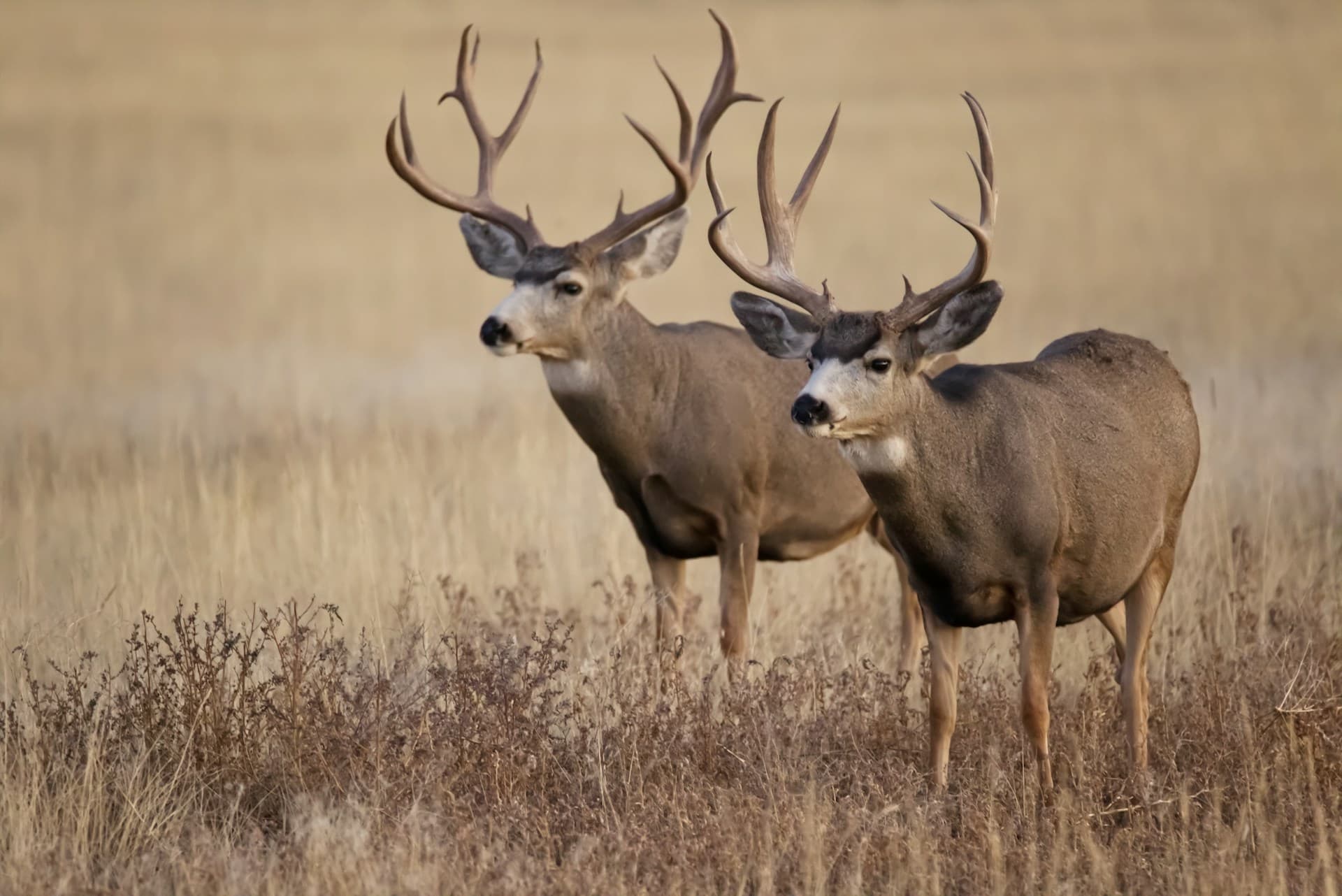 Mule deer buck in open grassland—classic Great Basin mule deer habitat similar to Nevada's isolated mountain ranges