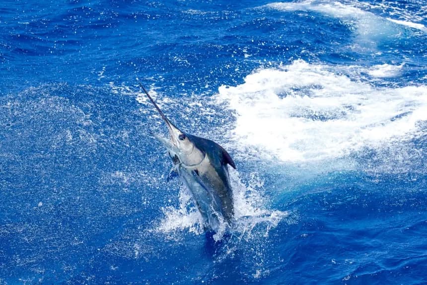 Offshore game fish—Hawaii pelagic trips often mix yellowfin, mahimahi, ono, and billfish on the same day