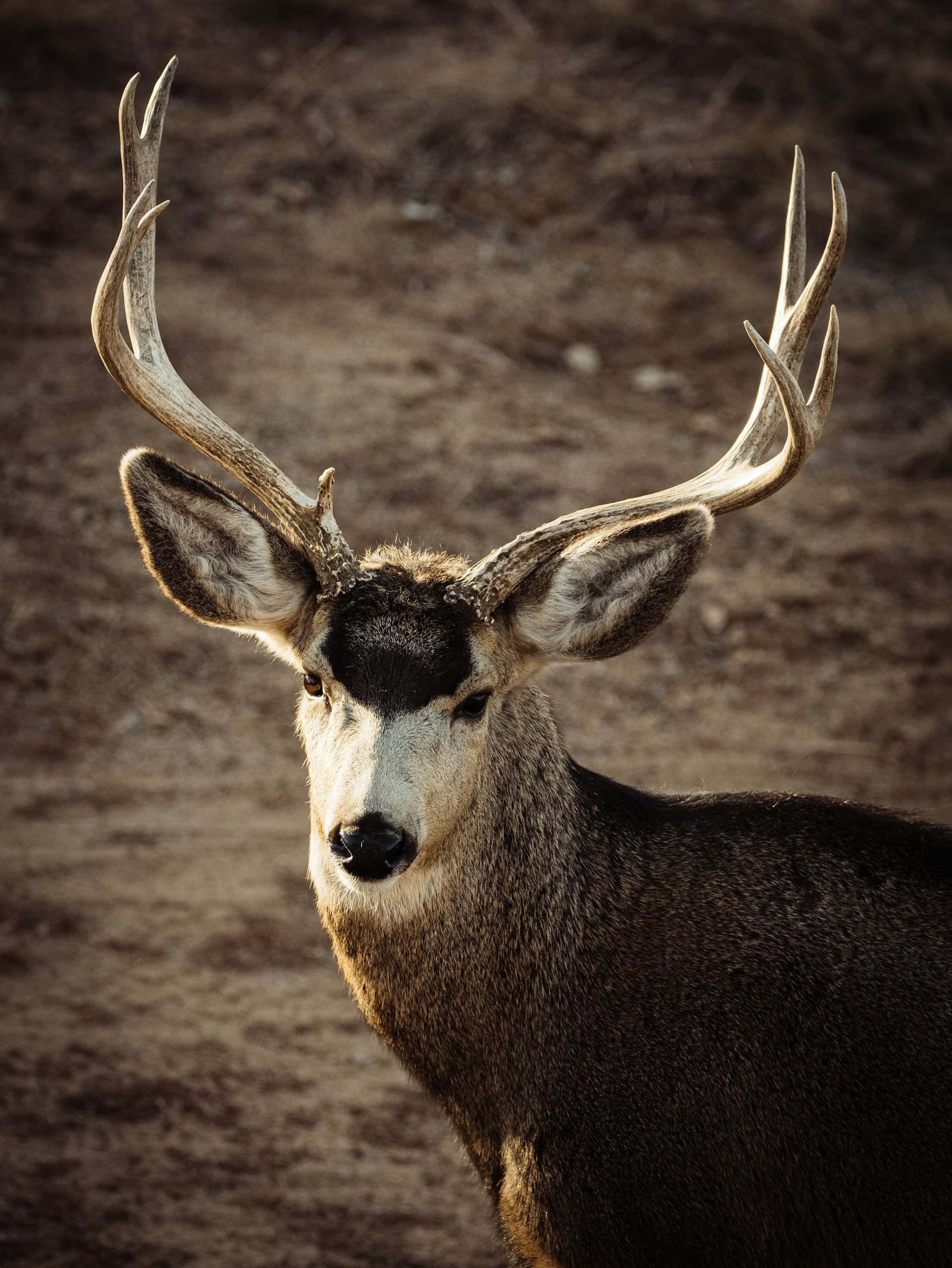 Mule deer buck in late-season habitat—fair chase honors the animal's senses, instincts, and natural defenses