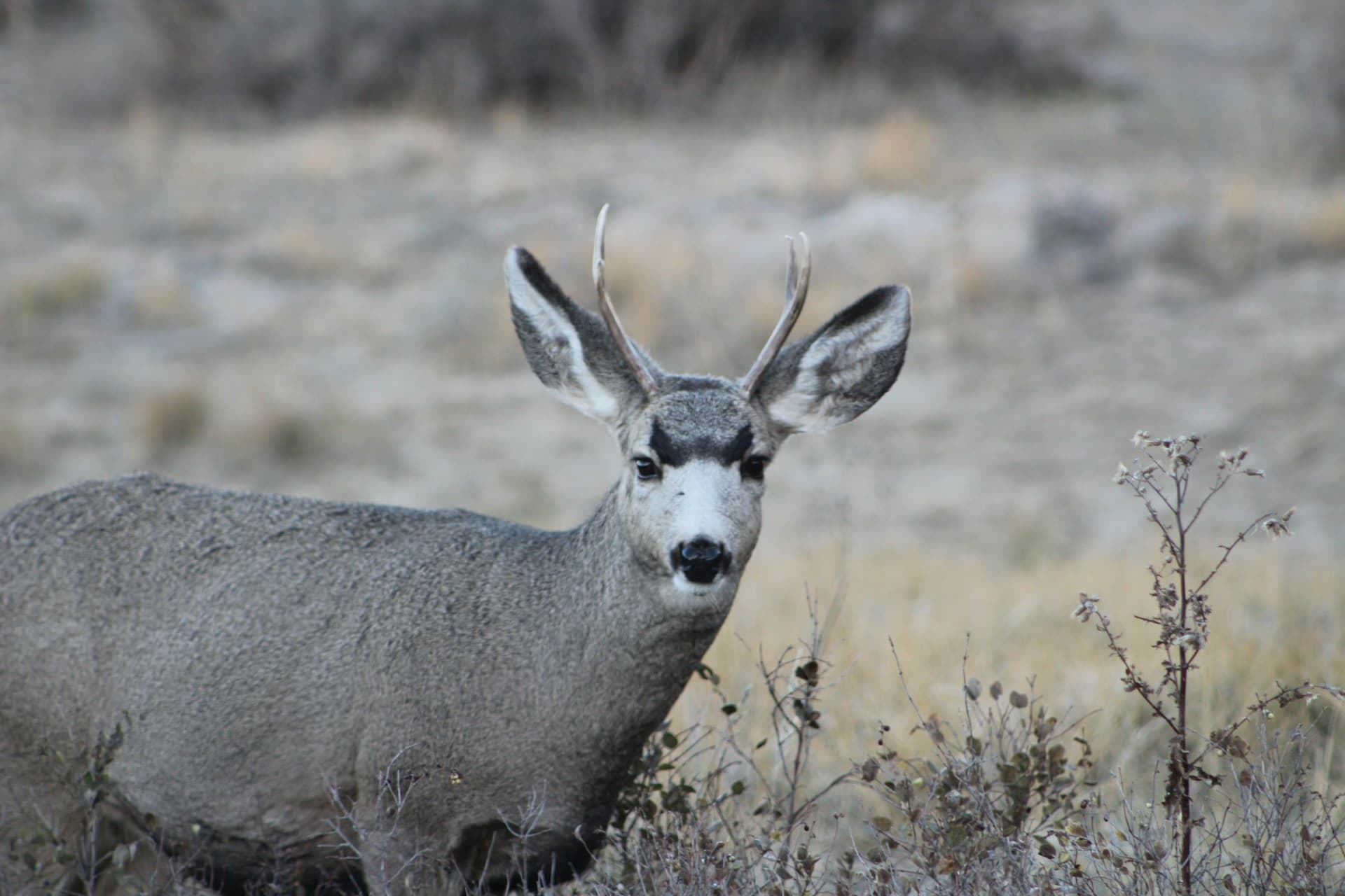 Mule deer standing in tall grass—open-country habitat similar to Montana prairie-edge and breaks country