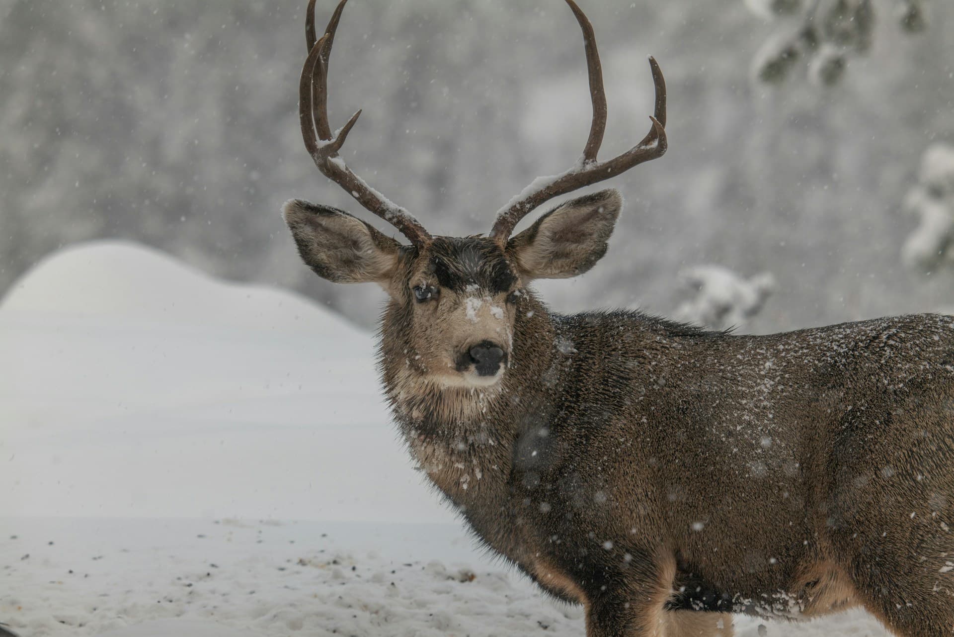 Mule deer buck with antlers in mountain habitat—Unsplash photo by Hunter Masters