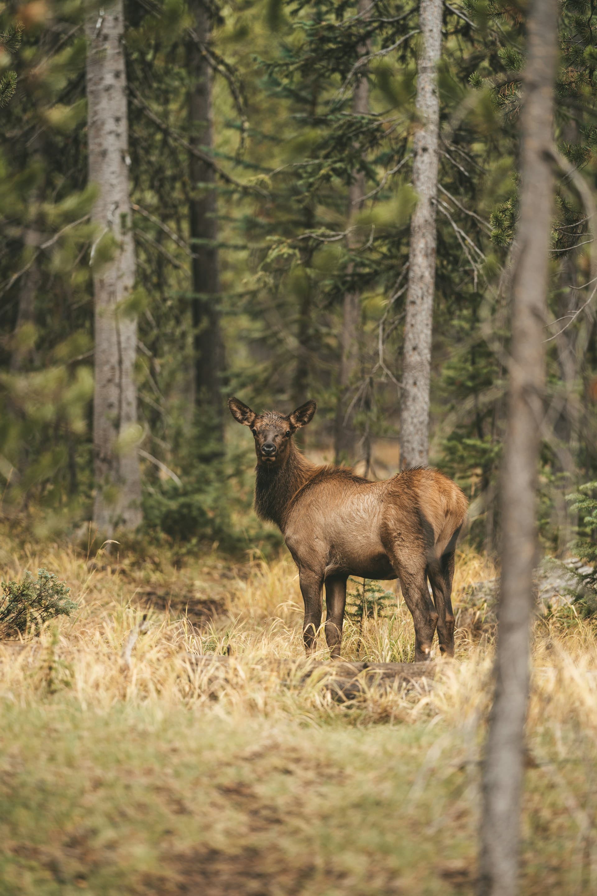 Deer in forest habitat near Grand Teton, Wyoming—Unsplash photo by Joshua Case