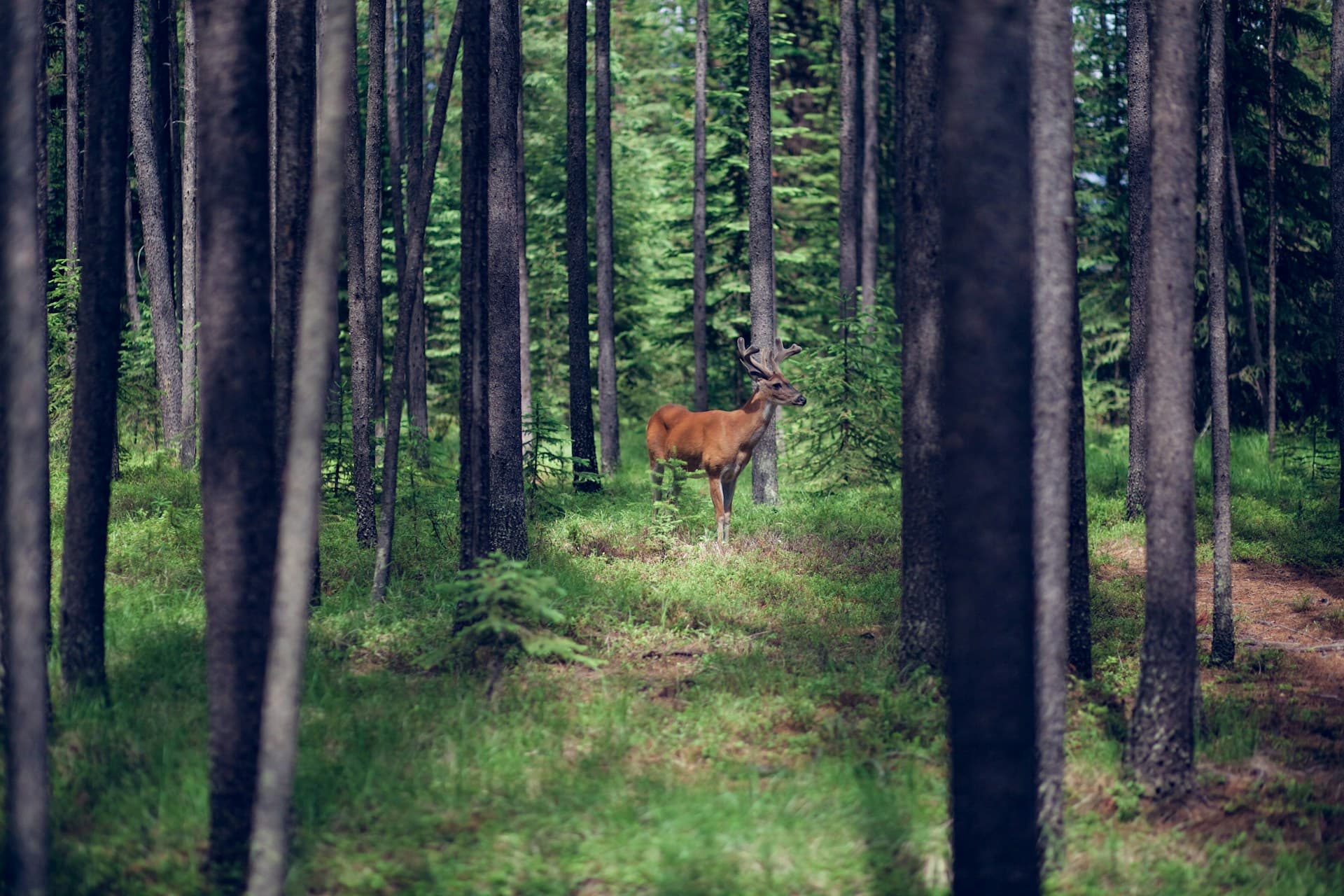 Deer in Montana forest clearing—Unsplash photo by Maddy Baker