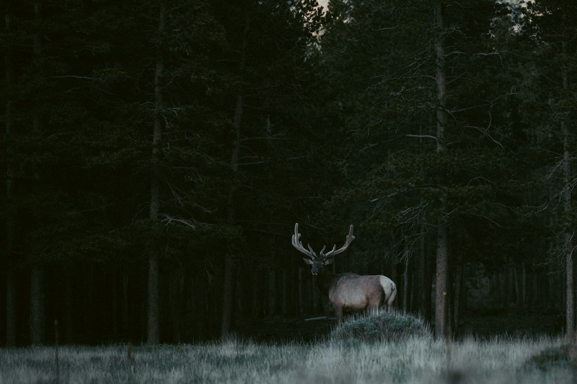 Idaho Elk Hunting 2026: New Draw System, Season Dates, Costs & Where to Hunt
