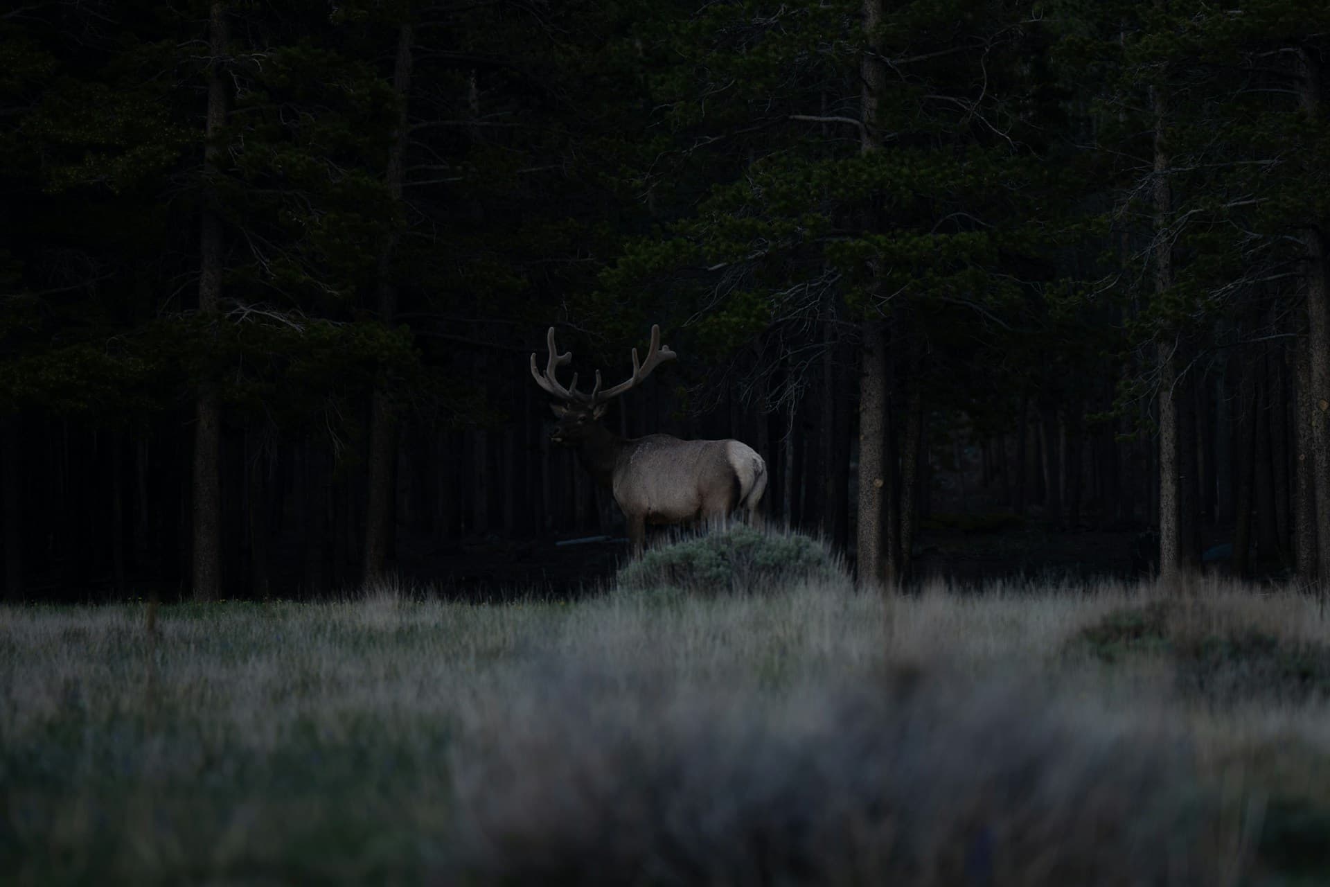 Elk in forest at dusk—north-central Idaho wilderness and panhandle timber country