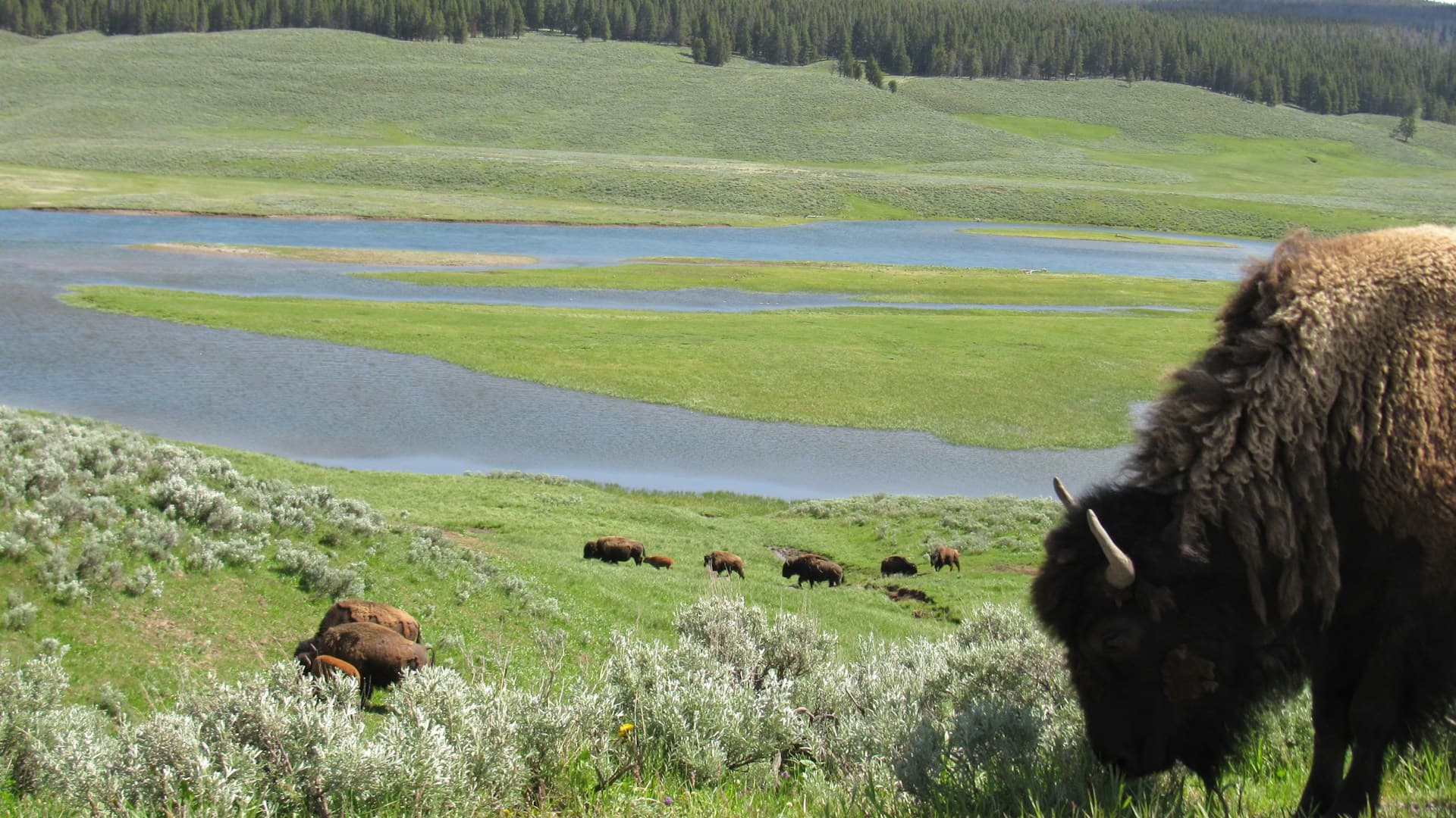 The History of Hunting in America, Part 2: Hunting and Conservation Efforts and Success
