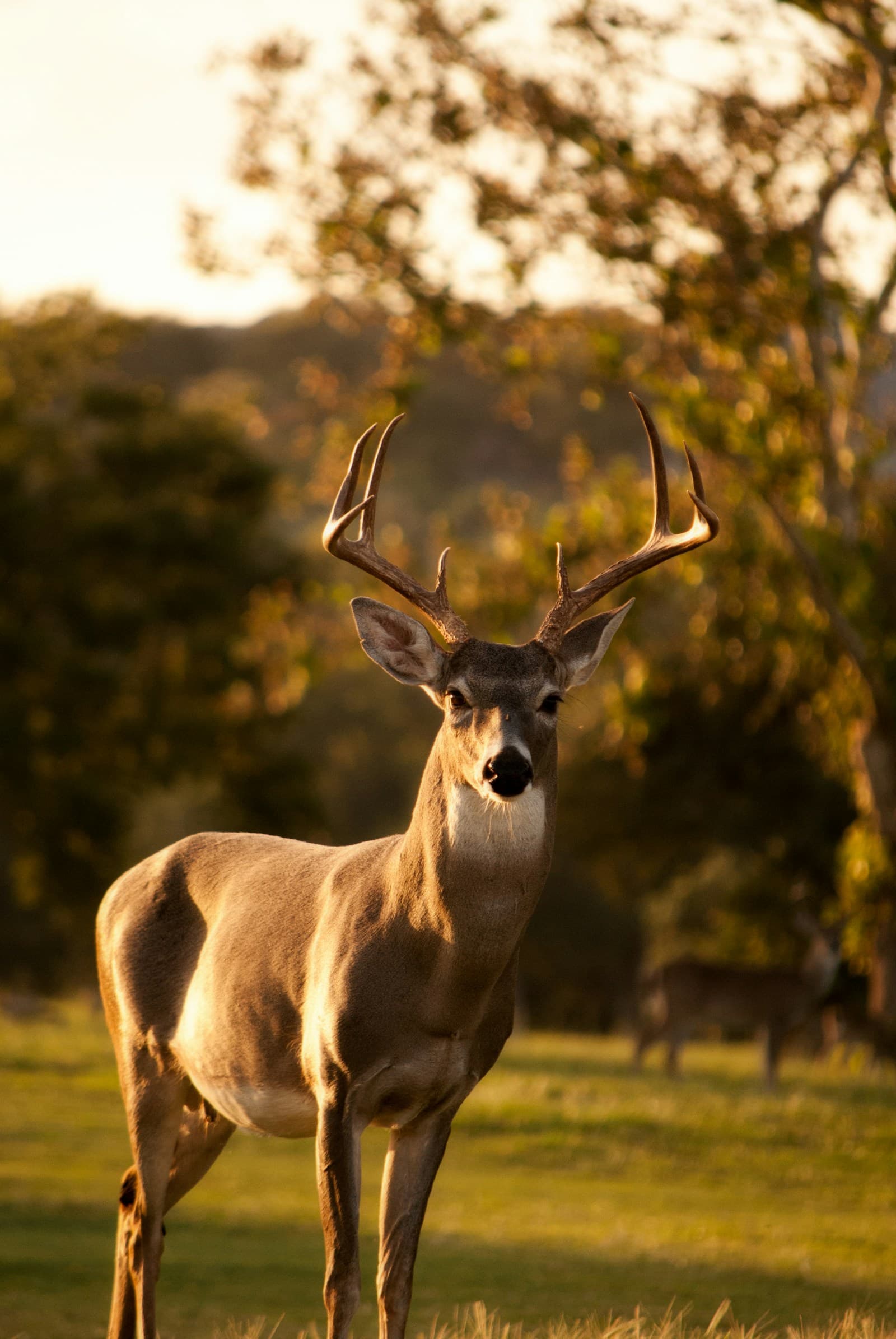 White-tailed deer buck in summer cover—ethical hunting pairs skill with respect for wild game