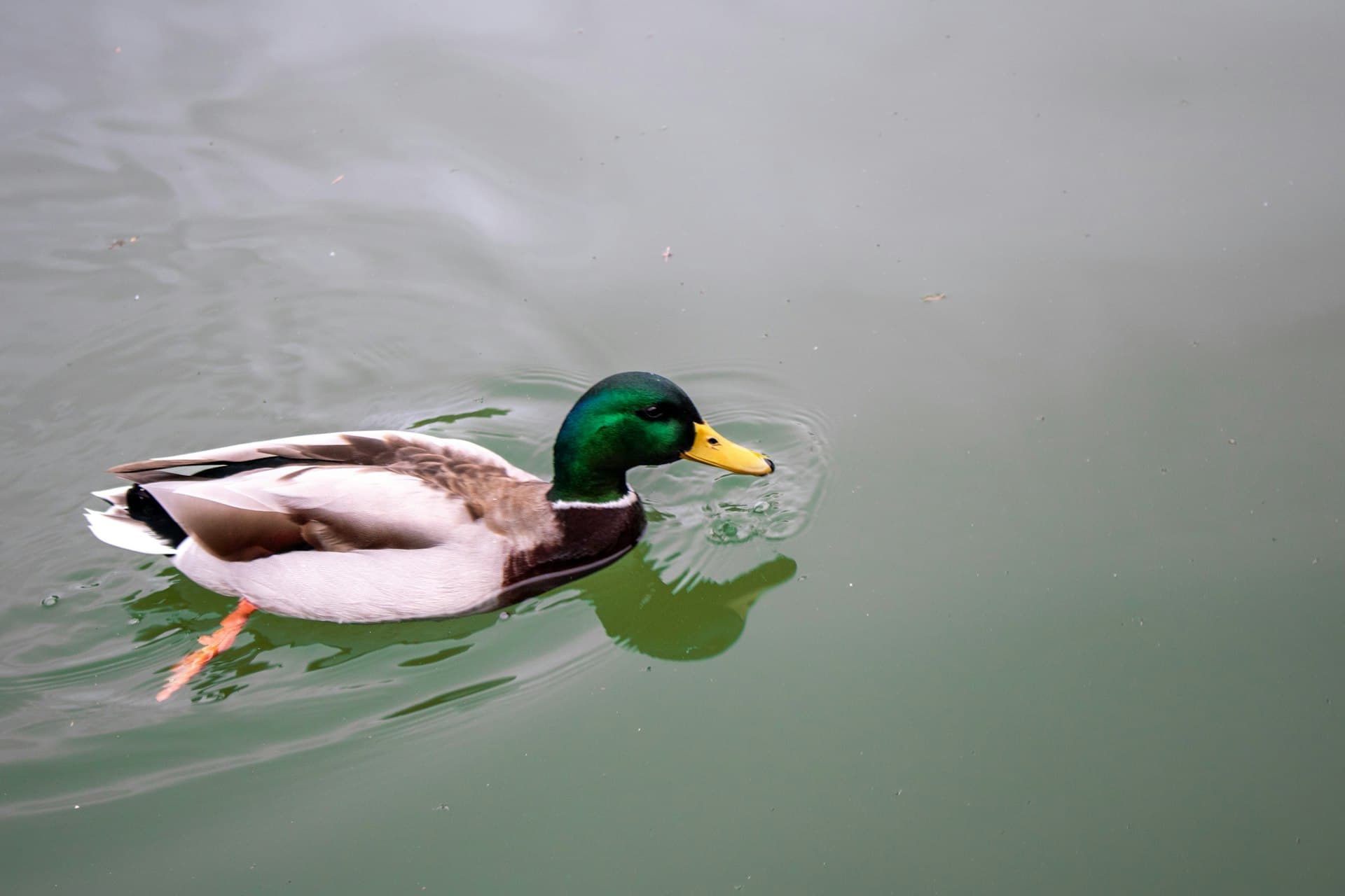 Mallard drake swimming on calm water—Mississippi Flyway puddle duck typical of Minnesota lakes and marshes