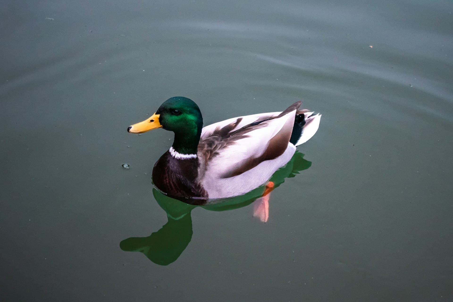 Mallard drake floating on open water—Minnesota big-water and marsh duck hunting habitat