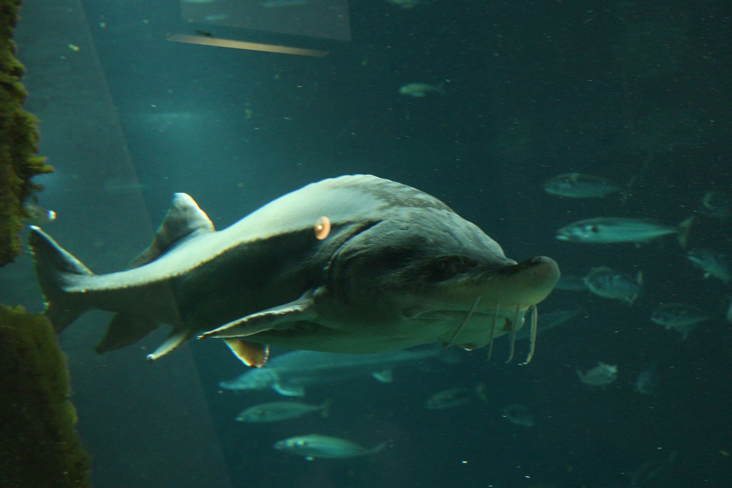 White sturgeon swimming in dark water, showing bony scutes along its back