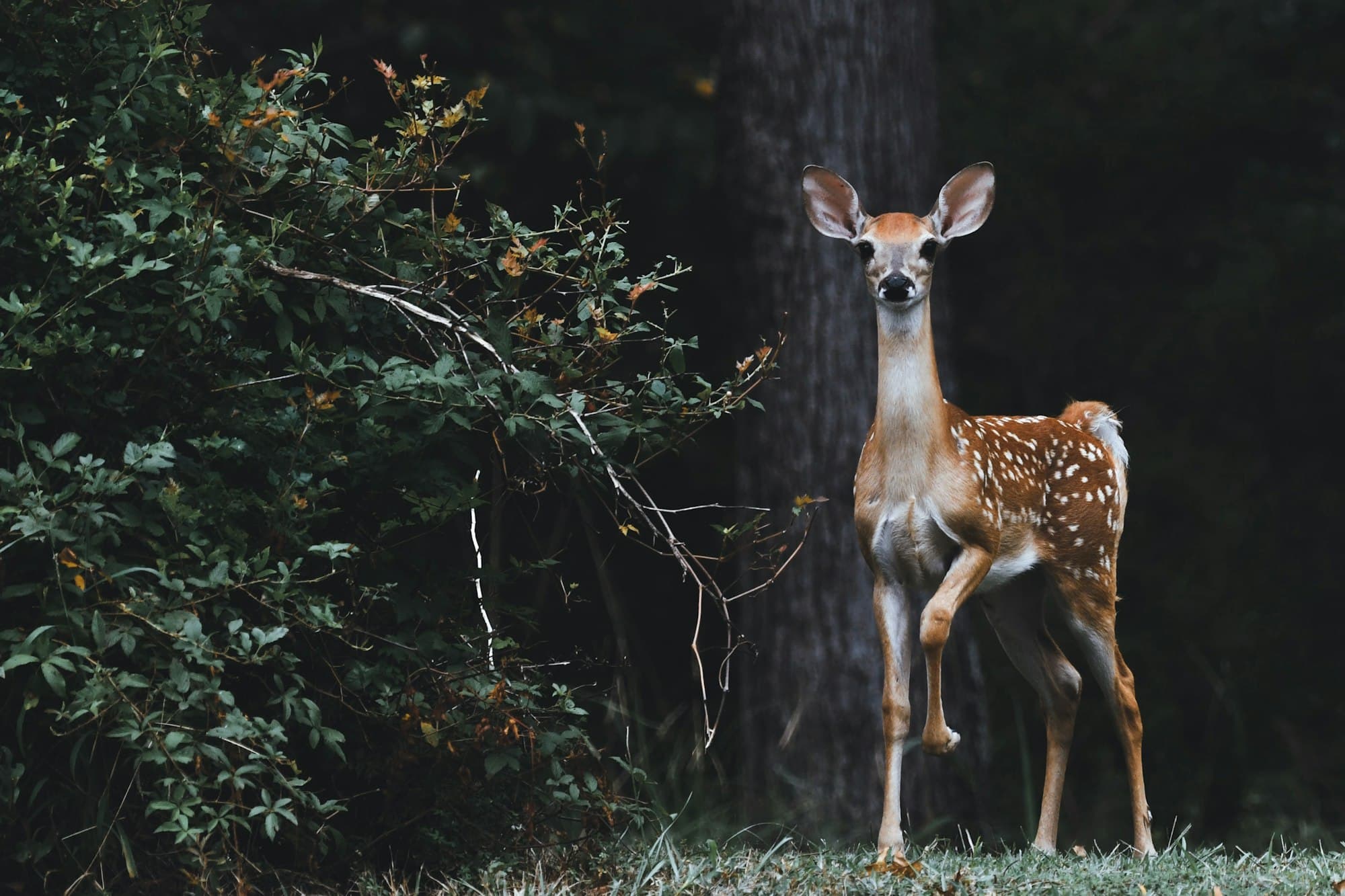 Oklahoma Hunters Can Comment Until Nov. 6 on Rules for Releasing Captive Deer