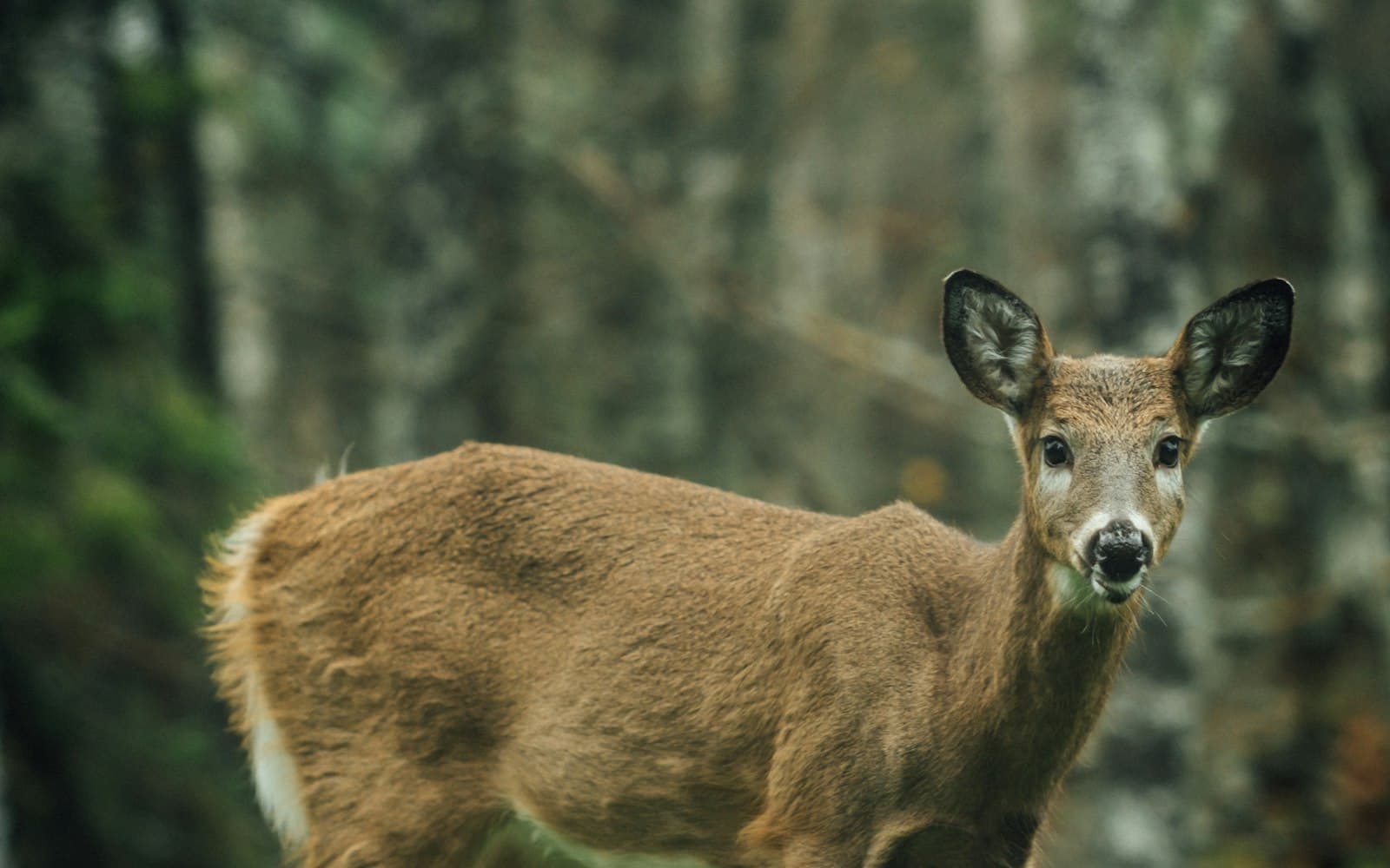 A deer with antlers stands in a green field. This is not a Massachusetts hunt photograph.