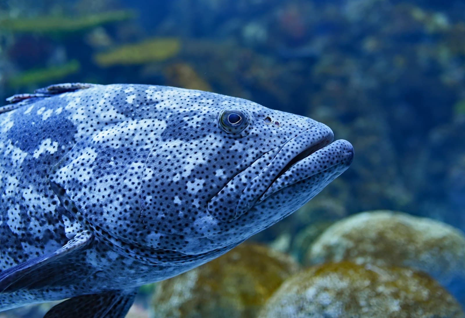 South Atlantic Council Will Hear Comment on Whether Three Grouper Spawning Closures Expire in 2027