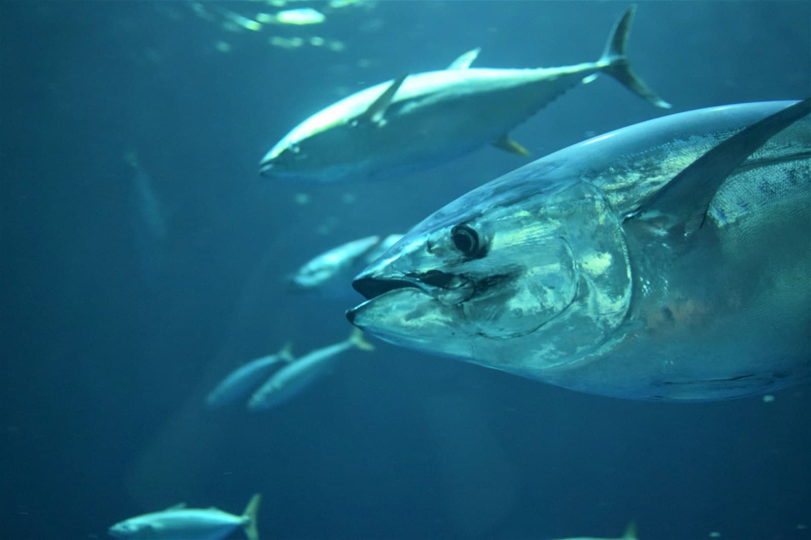 Whole tuna on ice in a market—tuna is the species group covered by NOAA's Atlantic bluefin quota rules