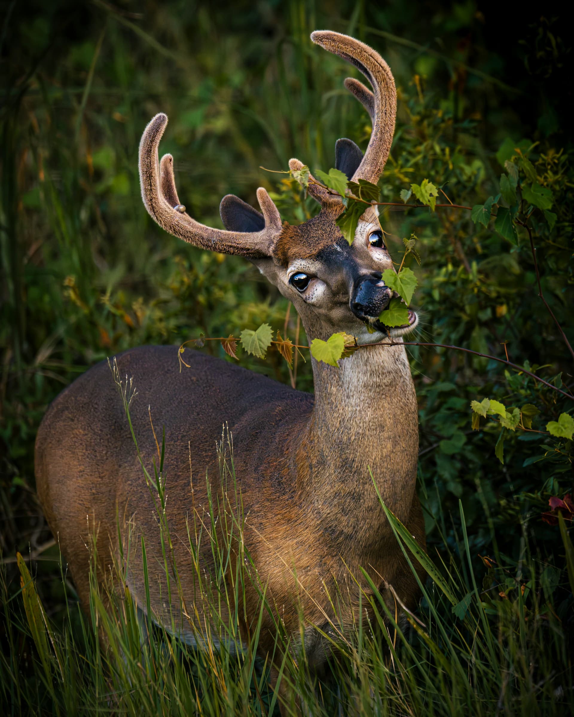 White-tailed buck feeding in green cover — early-season movement still centers on calorie-dense food sources