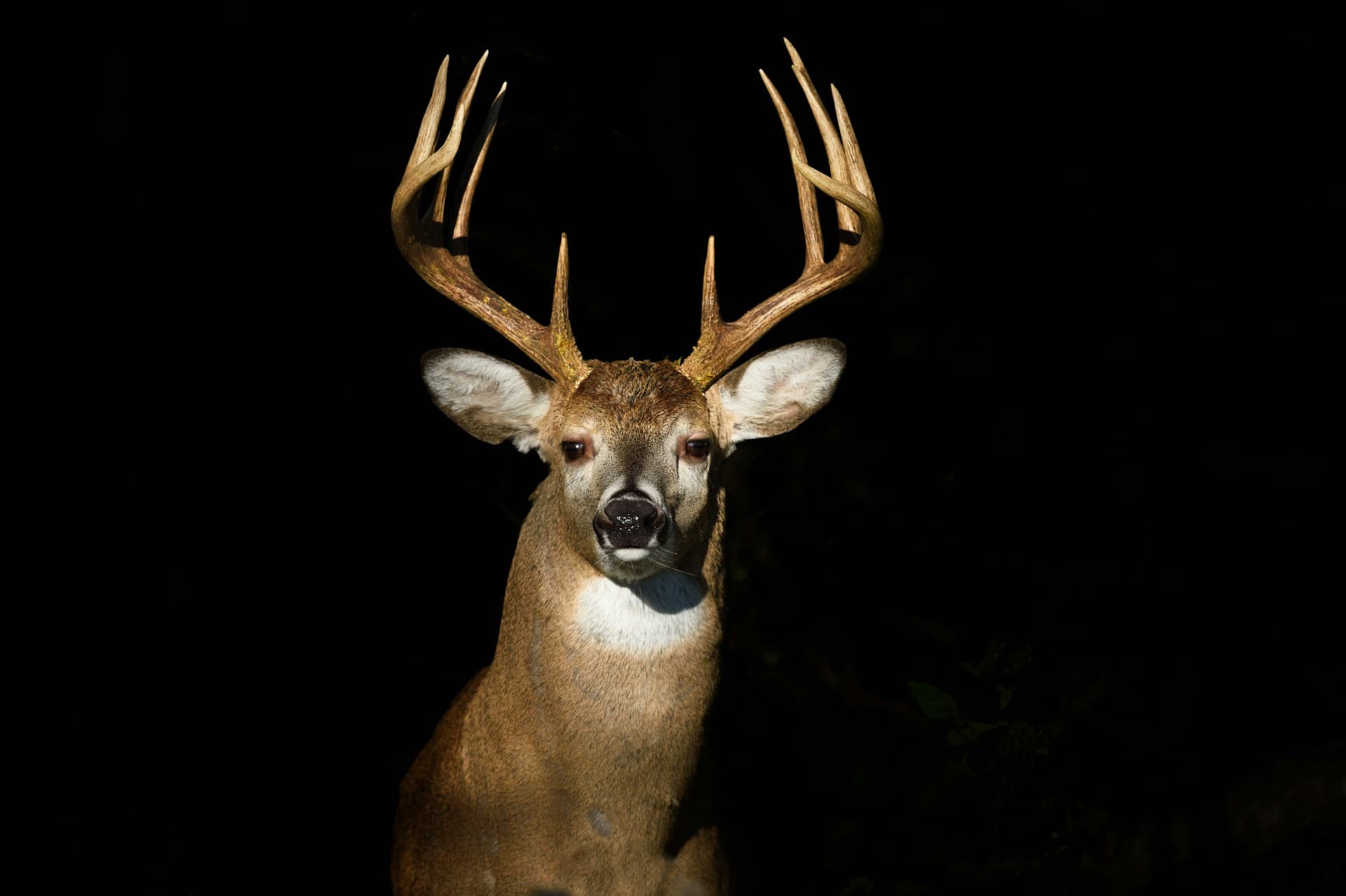 Pre-Rut Whitetail Guide: How to Hunt Bucks Right as They Go On Their Feet