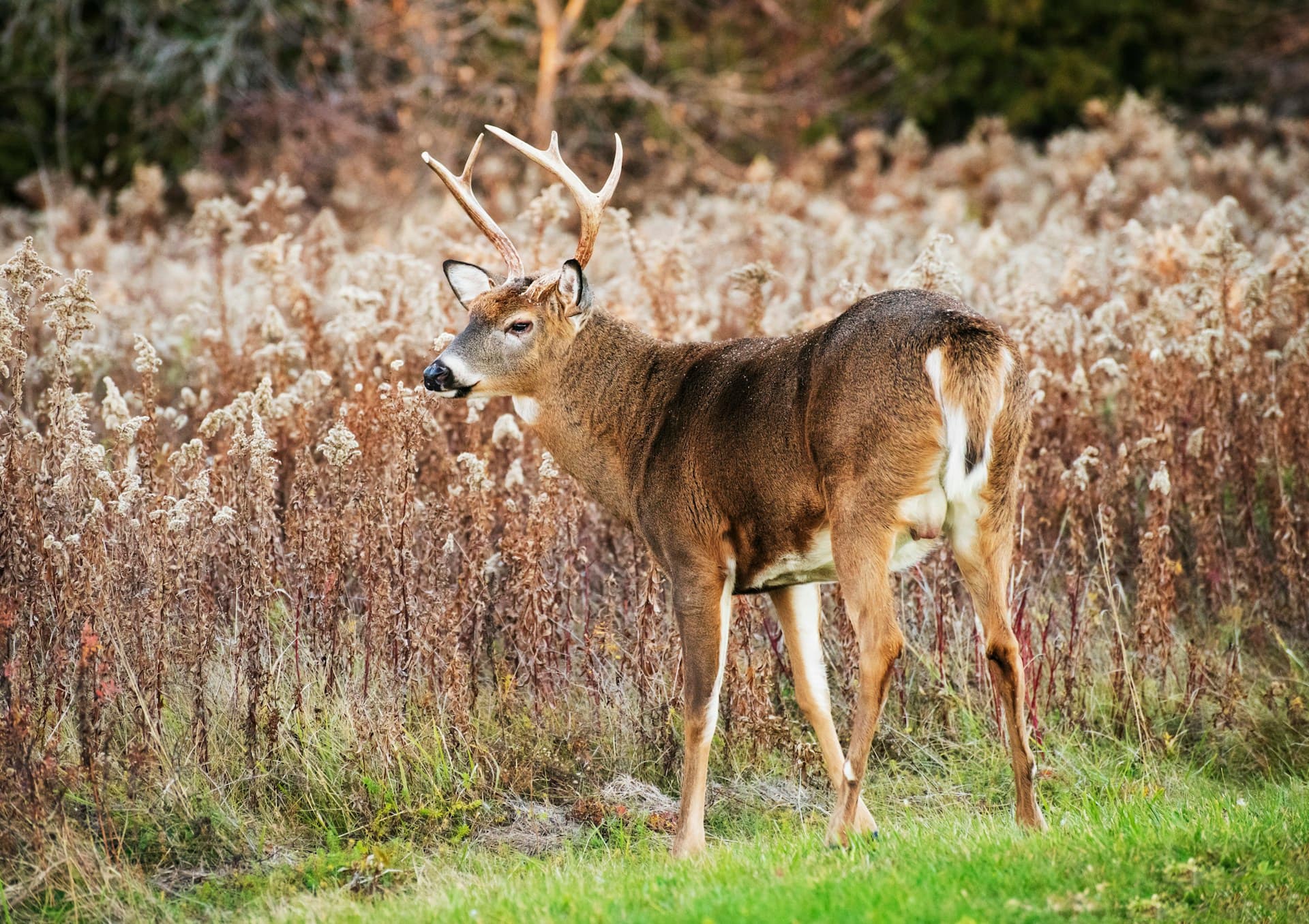 White-tailed deer in tall grass — relaxed does on predictable patterns make early season a strong doe-harvest window