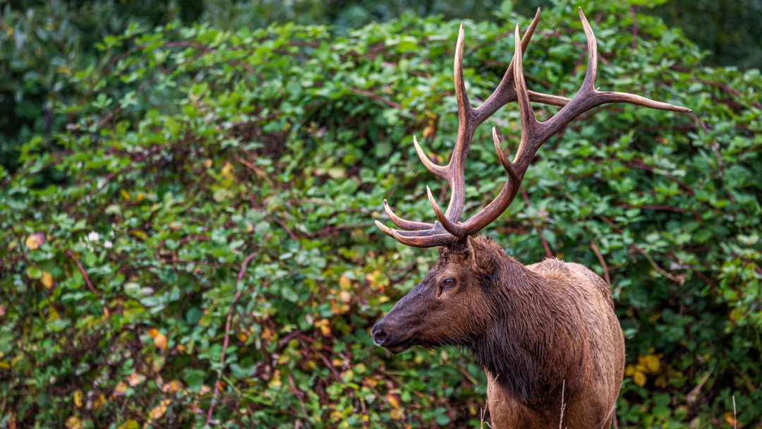 Idaho Hunting Guide 2025 Seasons Regulations Best Spots The idaho-hunting-guide-2025-seasons-regulations-best-spots-the